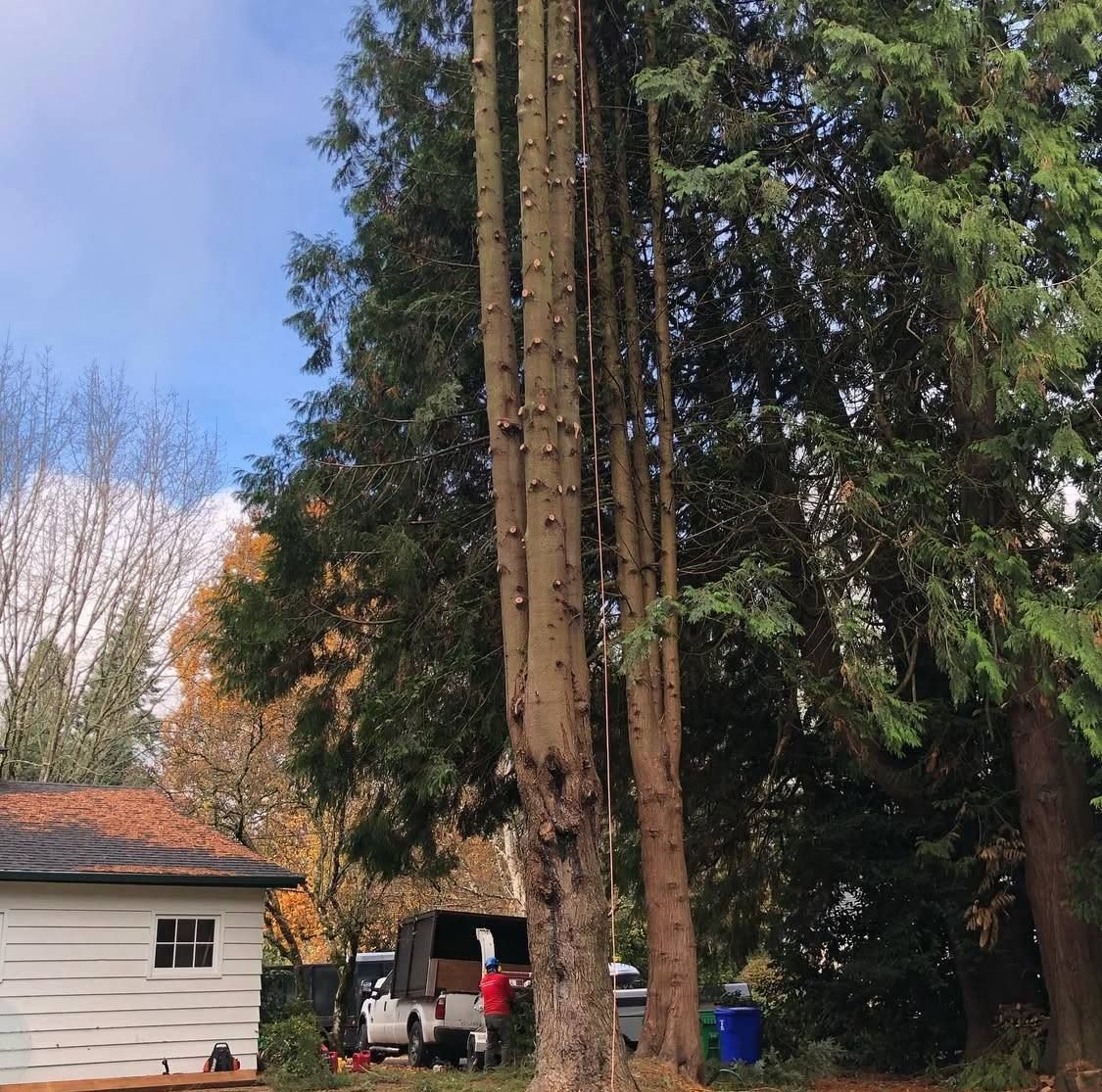 All Photos for Rs lawn Care llc in Beavertown, OR