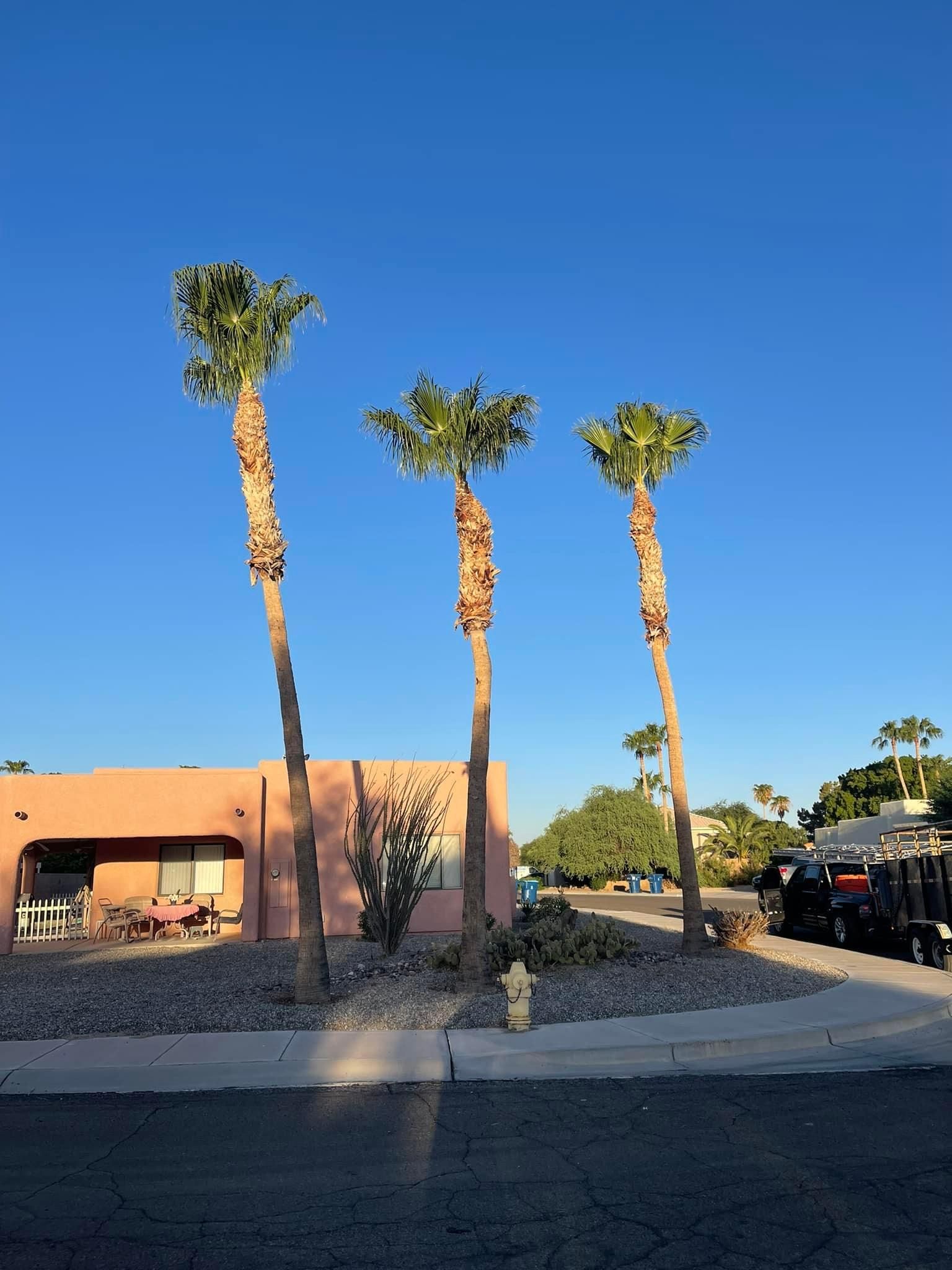  for Oliver L. Palm & Tree services in Yuma County, AZ
