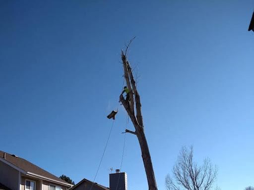  for Sloan Tree Service in Aurora, CO