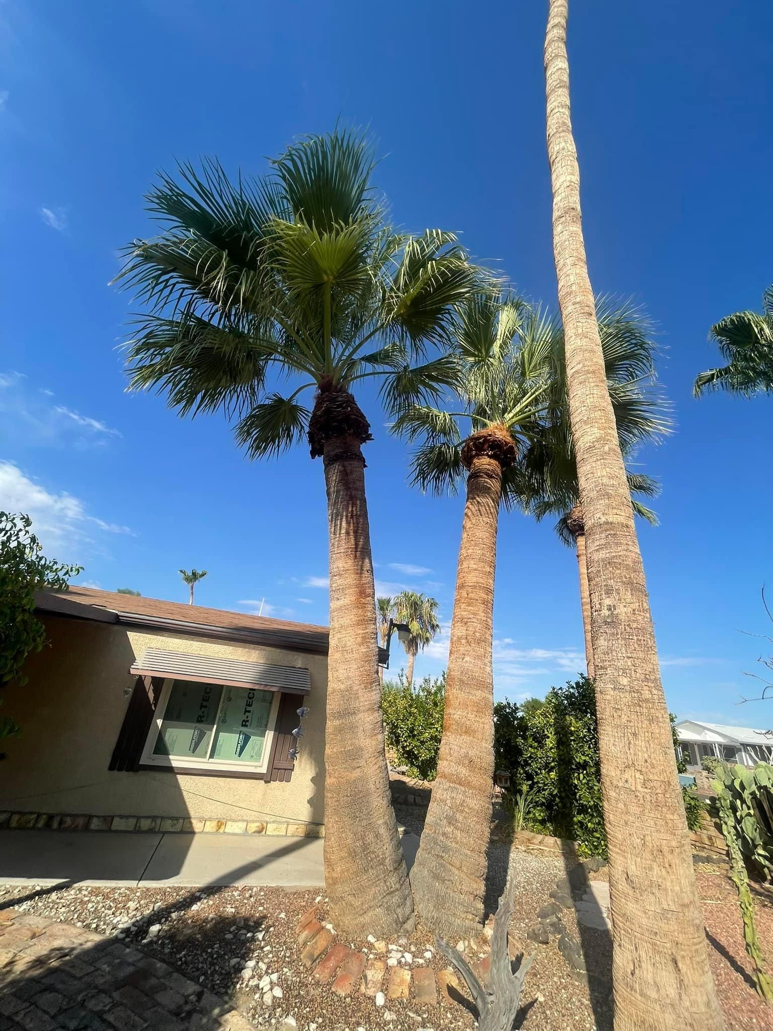  for Oliver L. Palm & Tree services in Yuma County, AZ