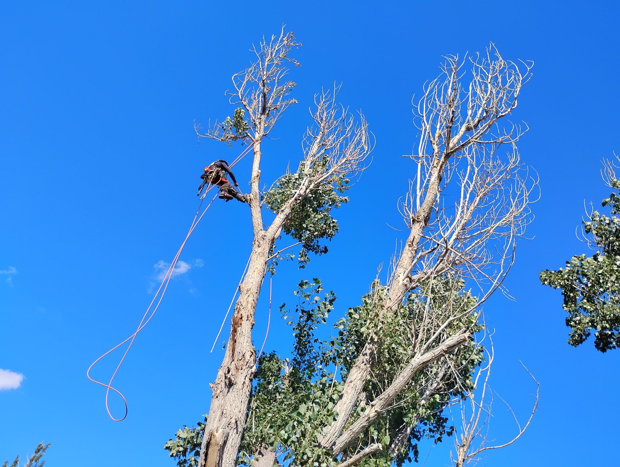  for Elevated Tree Care in Gillette, WY