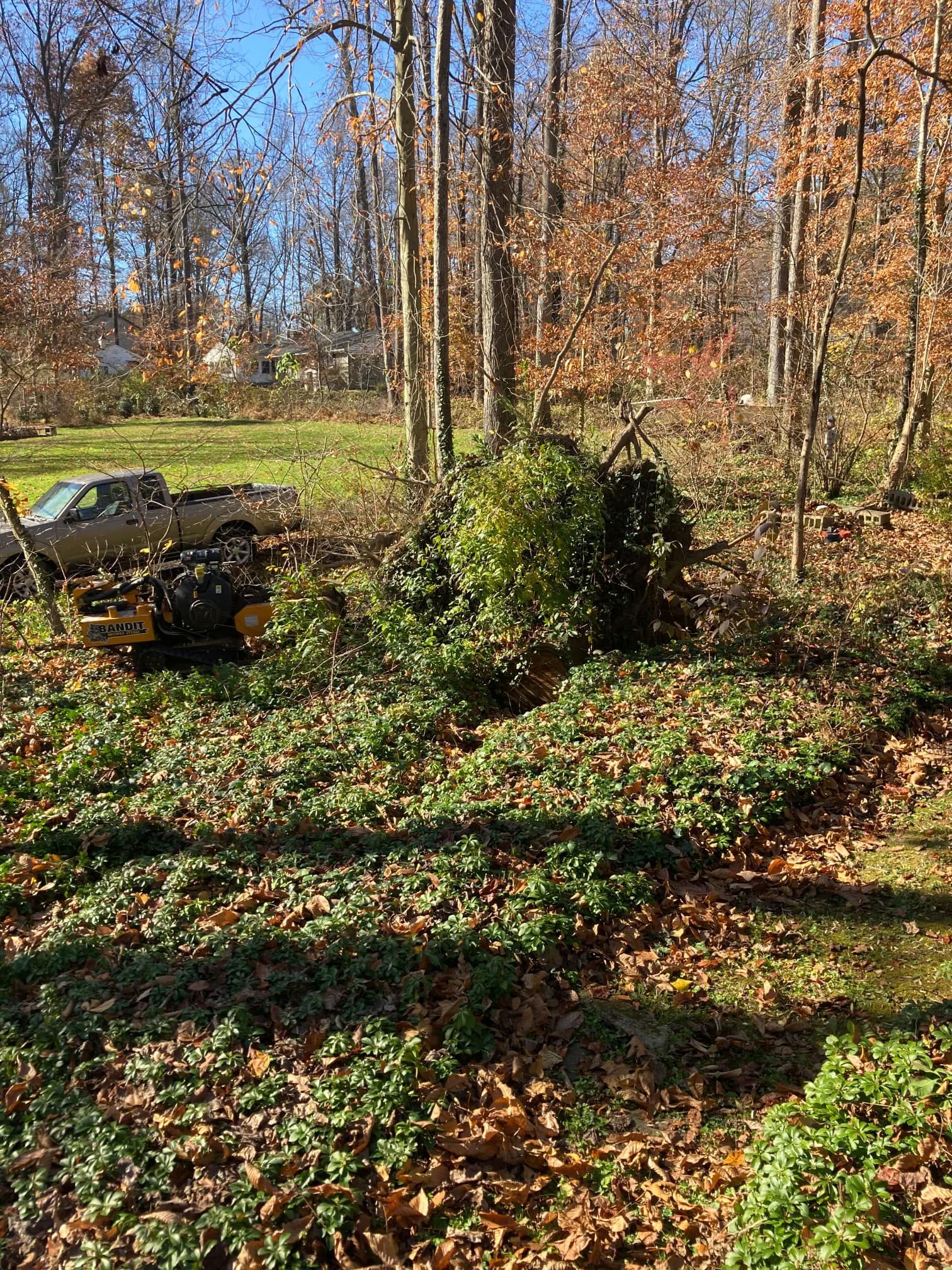 Tree Removal for Mad Dust Stump Grinding in Howard County, MD