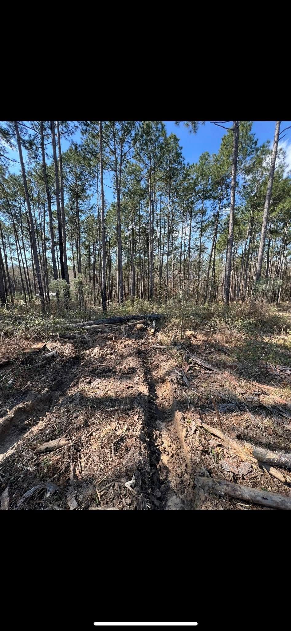 Tree Removal for Thompson Forestry Mulching & Stump Grinding in Douglas, GA