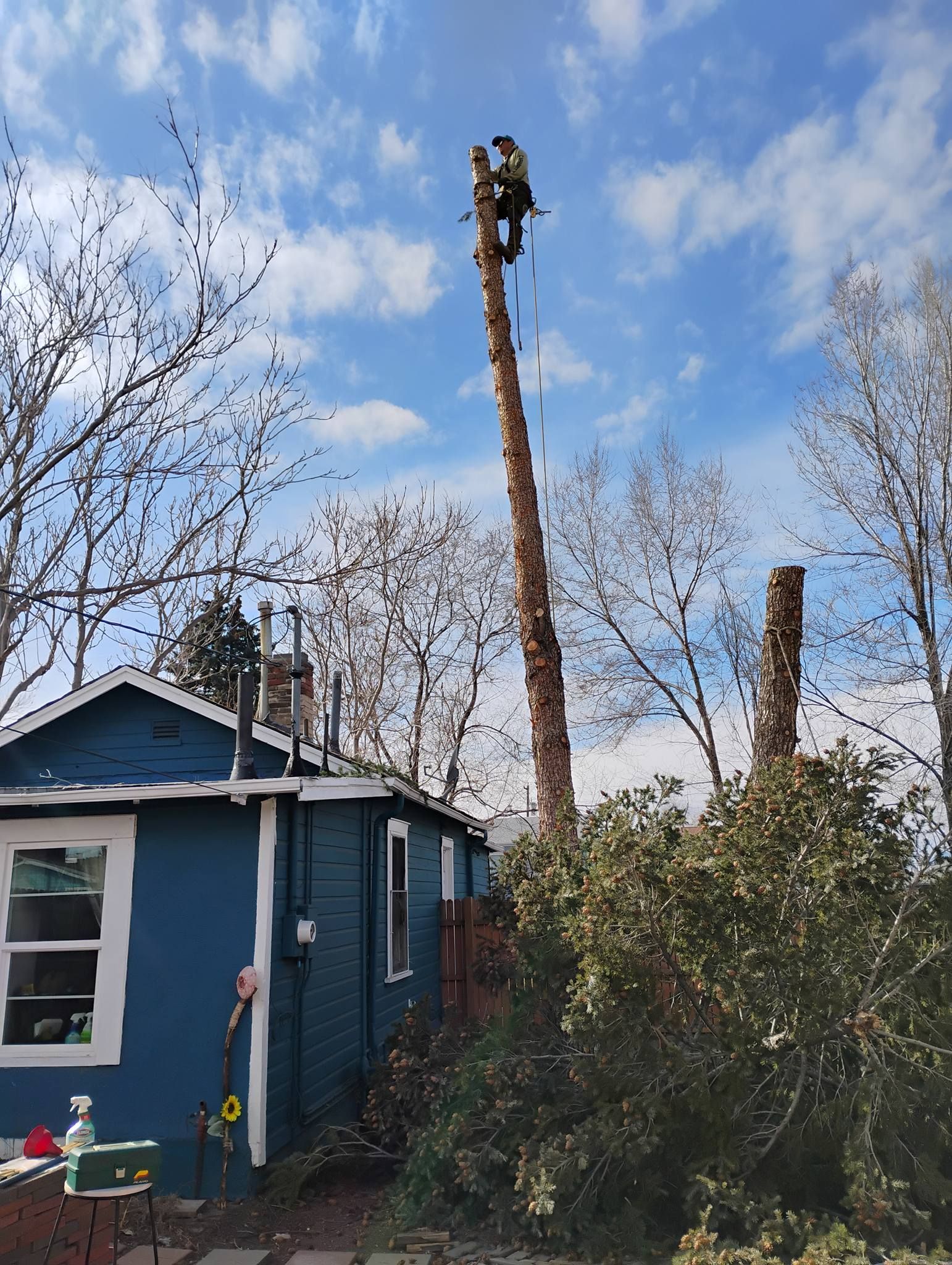  for Sloan Tree Service in Aurora, CO
