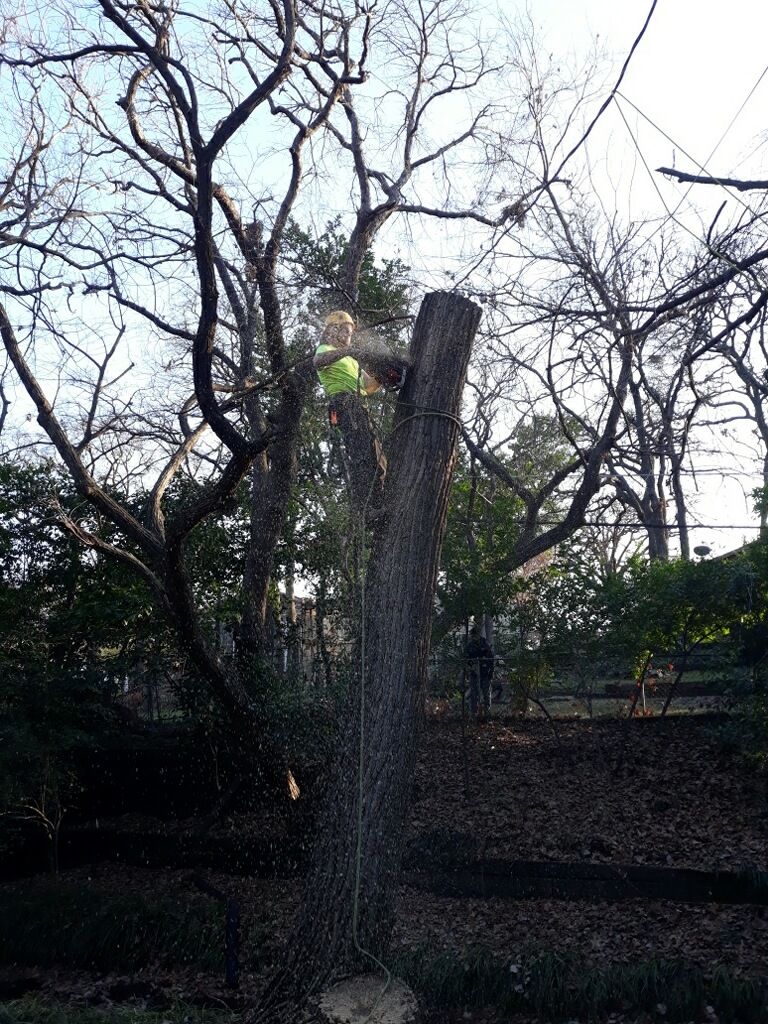  for TLC Professional Tree Service in Bedford, TX
