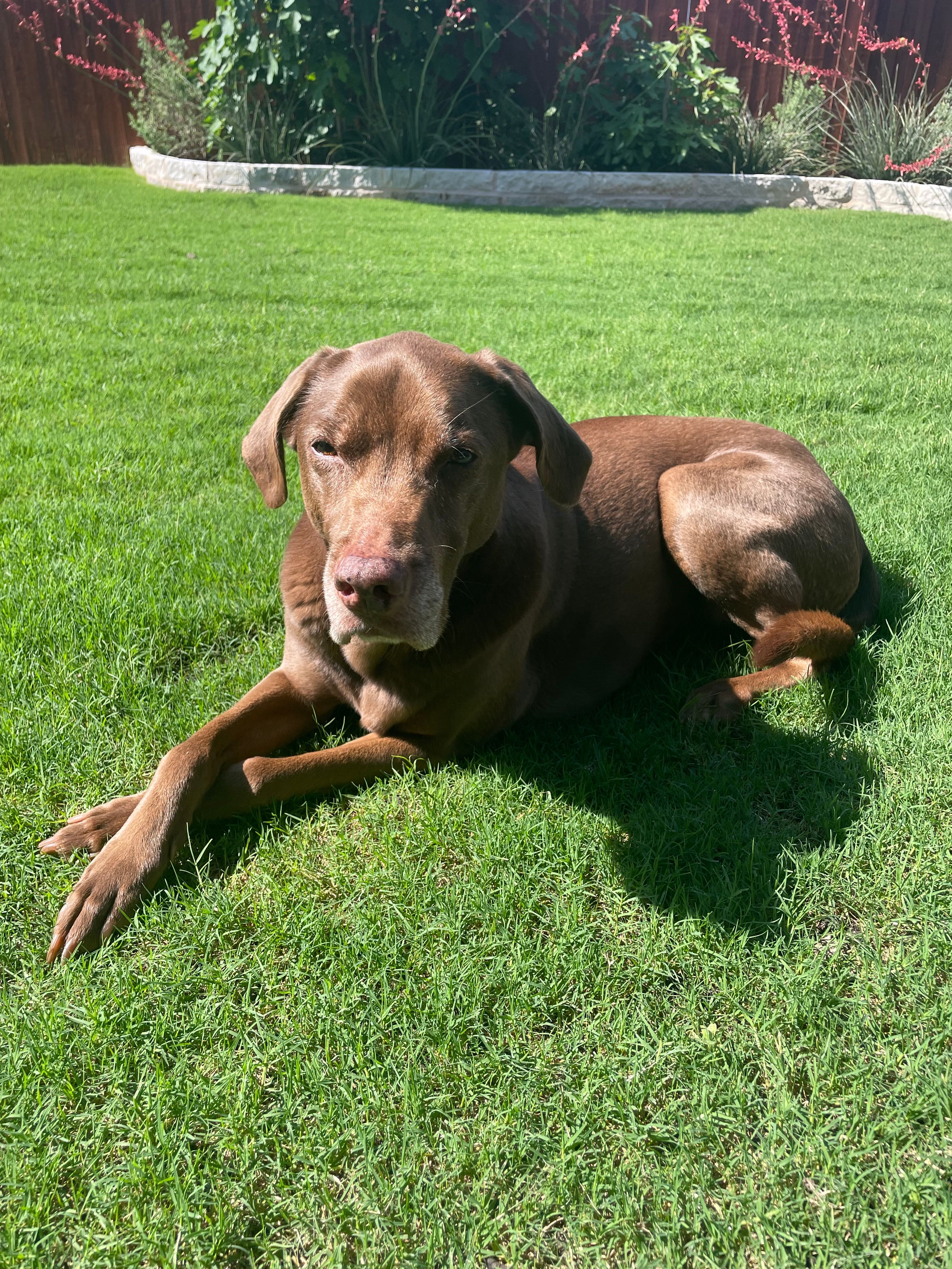  for Magnolia Landscape & Design in Aledo, TX