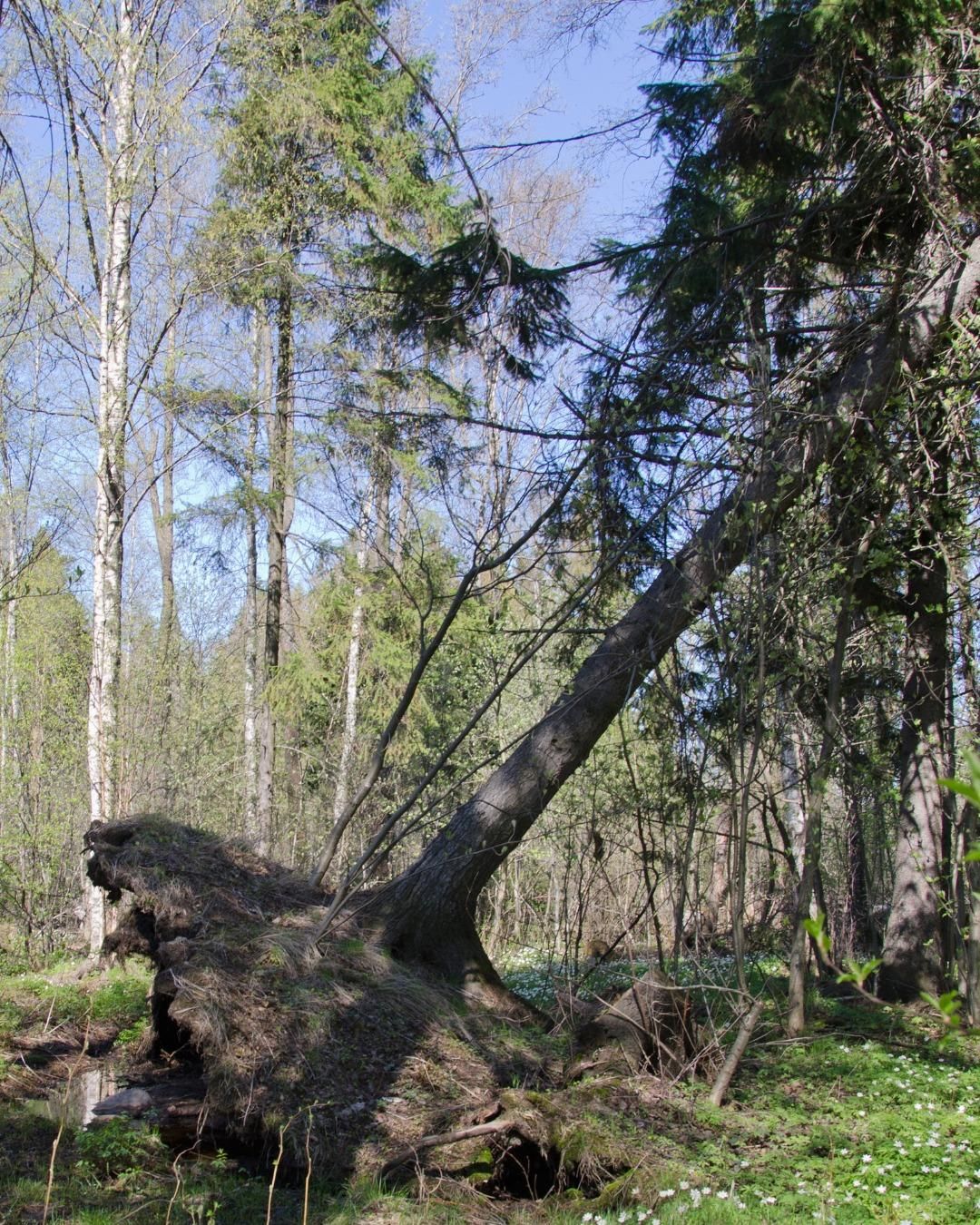 All Photos for Oakwood Tree Removal LLC in Oak Creek,  WI