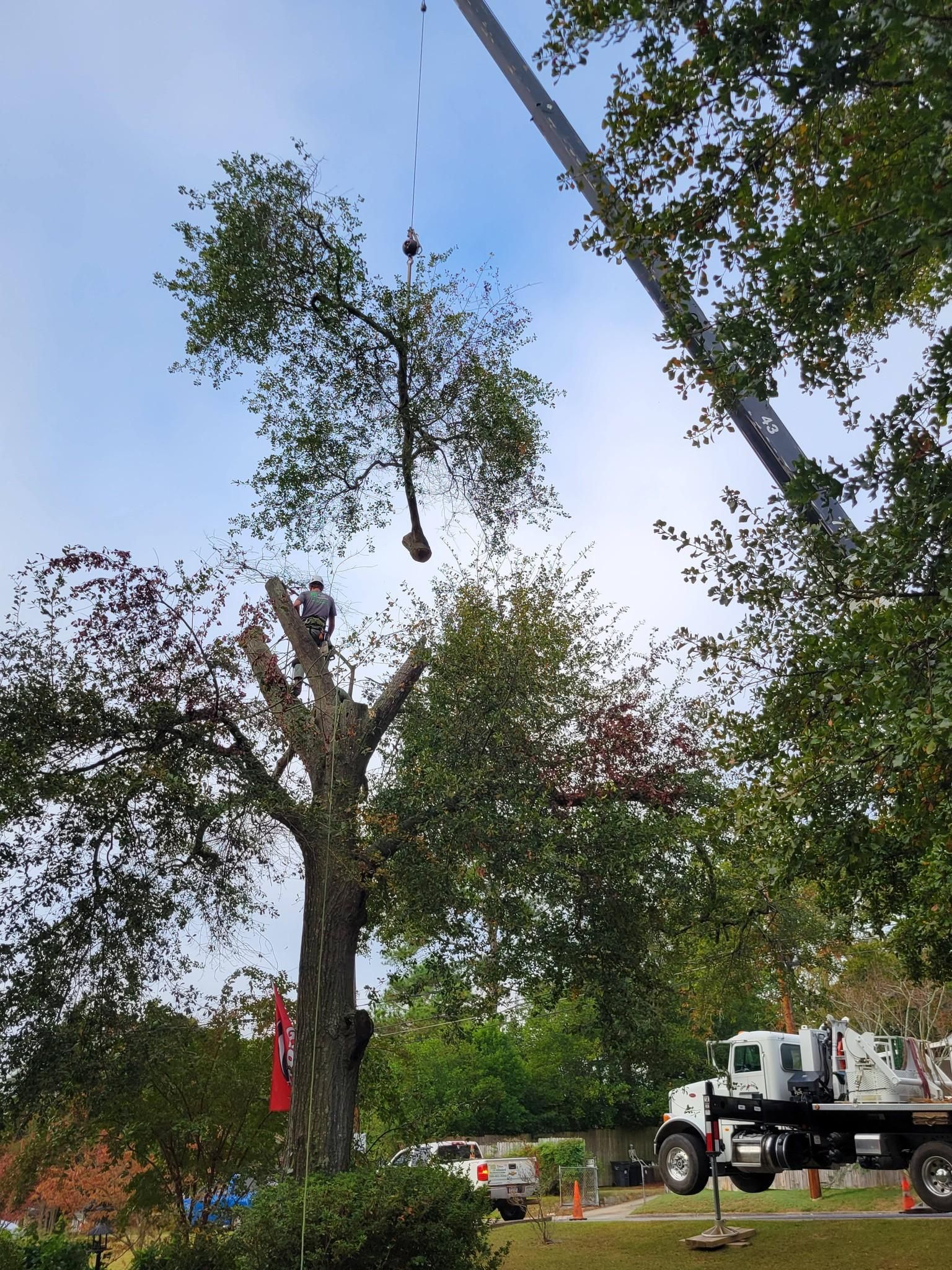  for Trees Unlimited of the CSRA in Augusta, GA