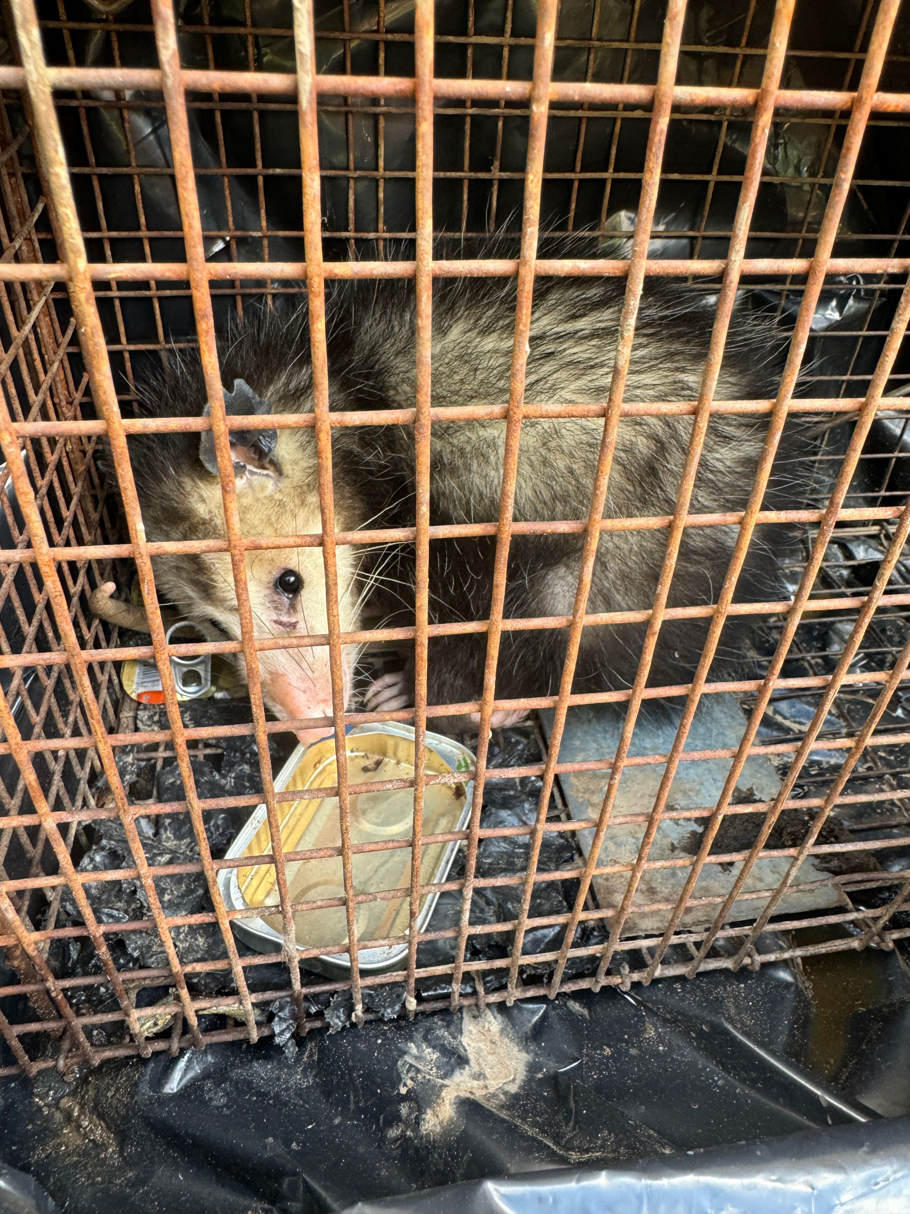All Photos for The Critter Crew in DFW, TX