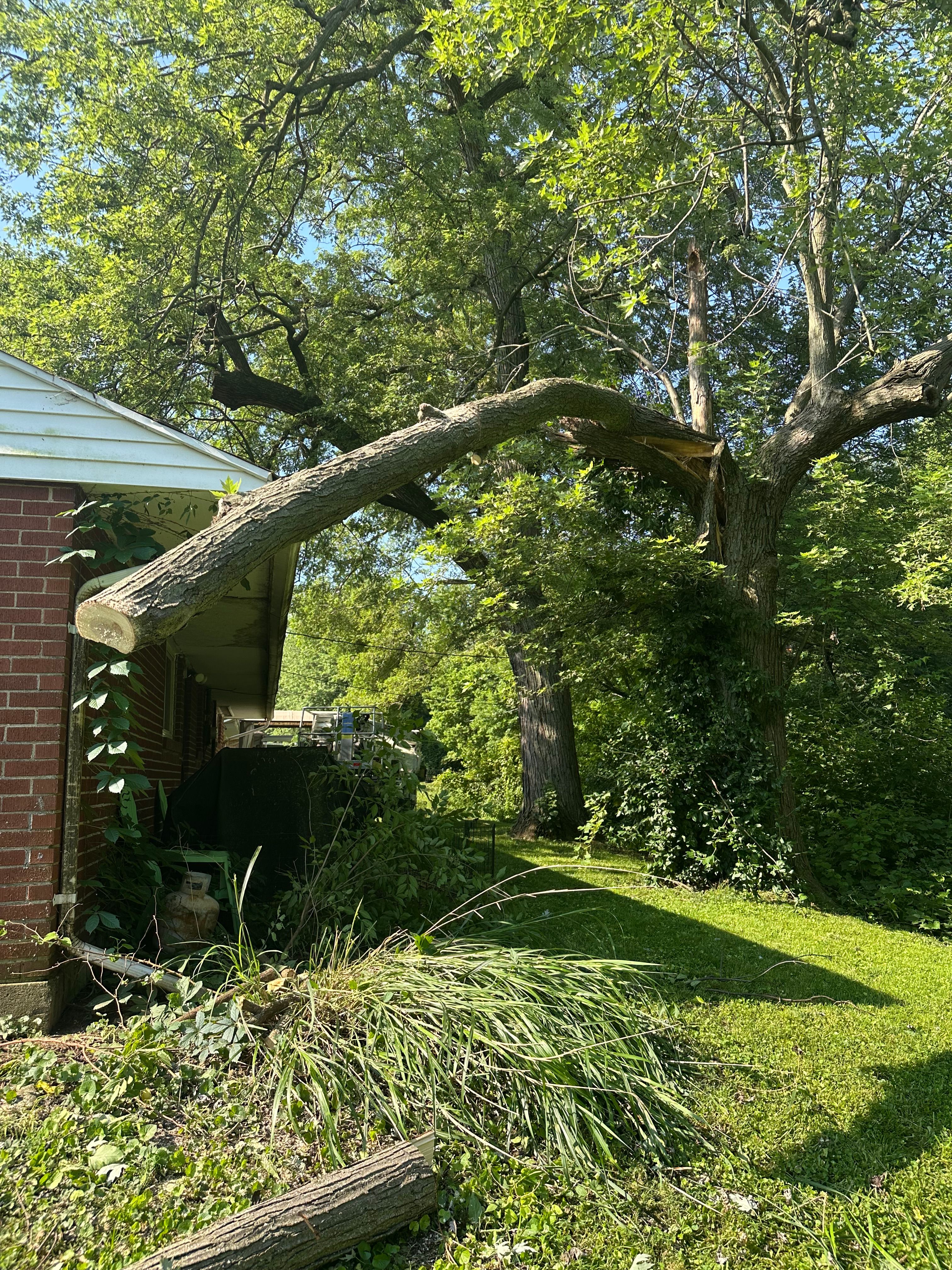 All Photos for Pro Tree Trim & Removal, Llc in Dayton, OH