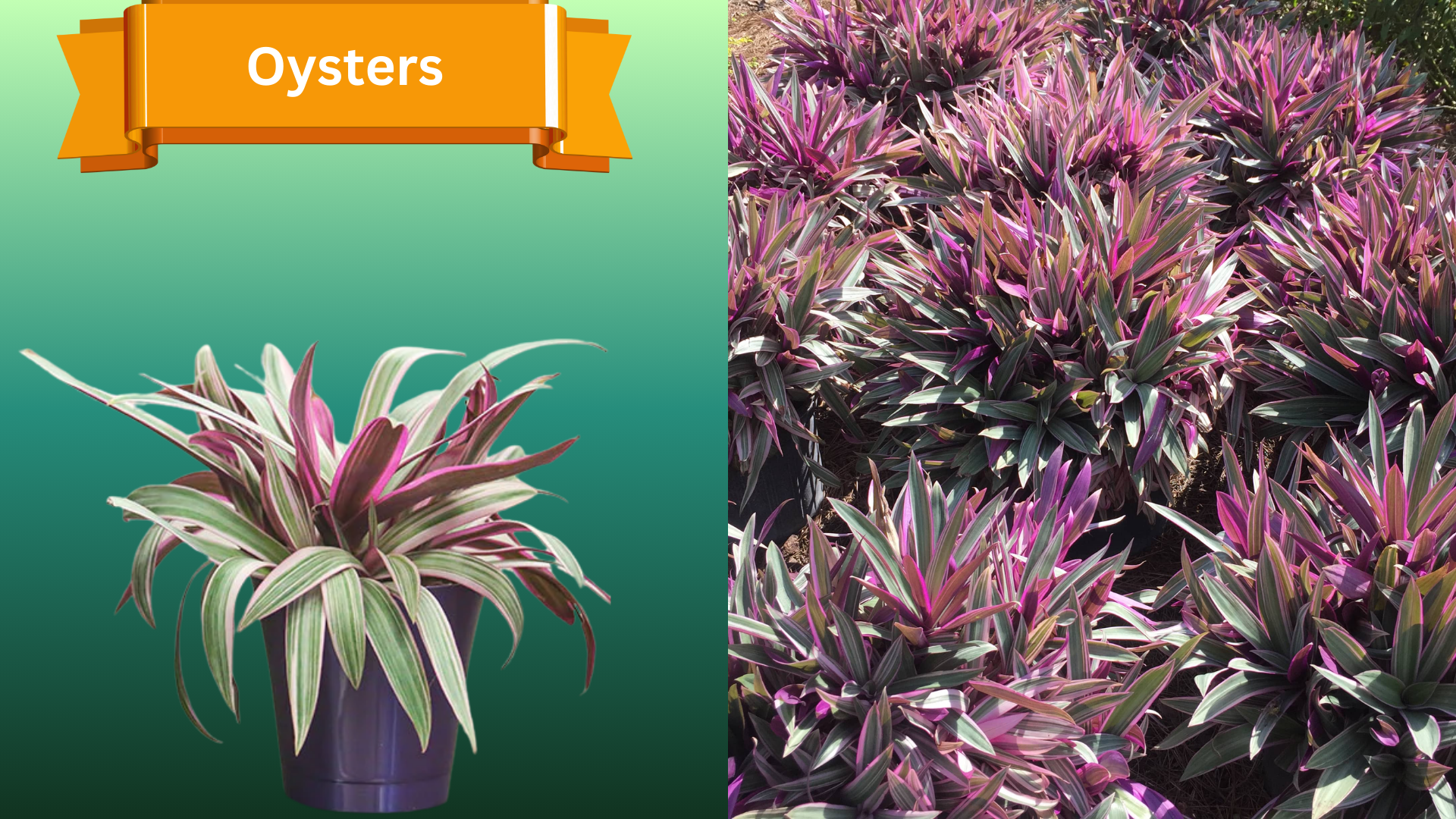  for R.B. & Company in Belleview, FL