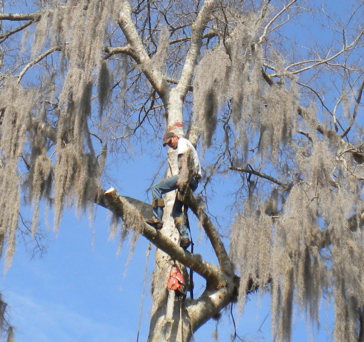 for Fast Cut Tree Service in Jacksonville Heights, FL