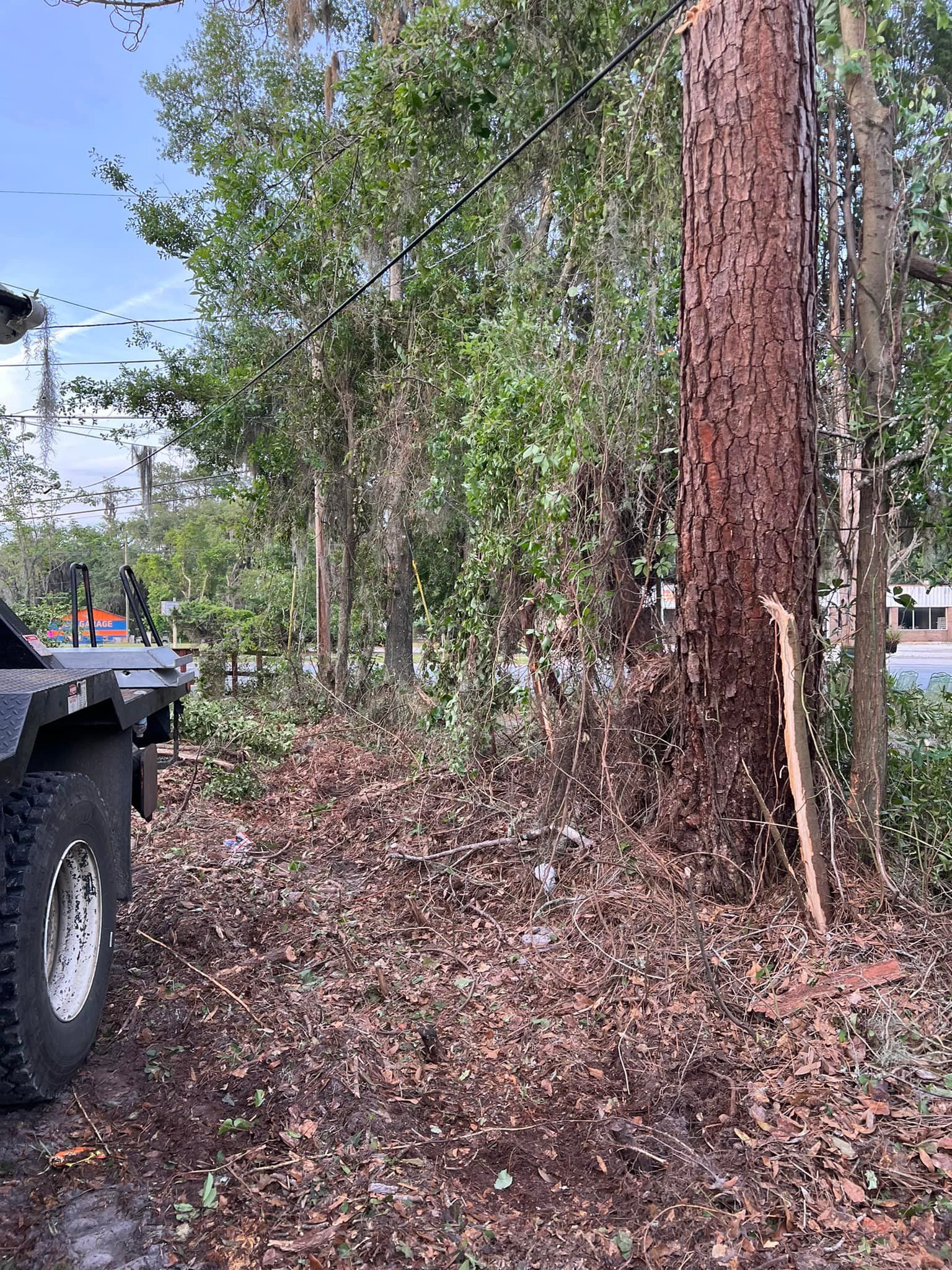 All Photos for B&C Tree Trimming Services in Jasper, FL