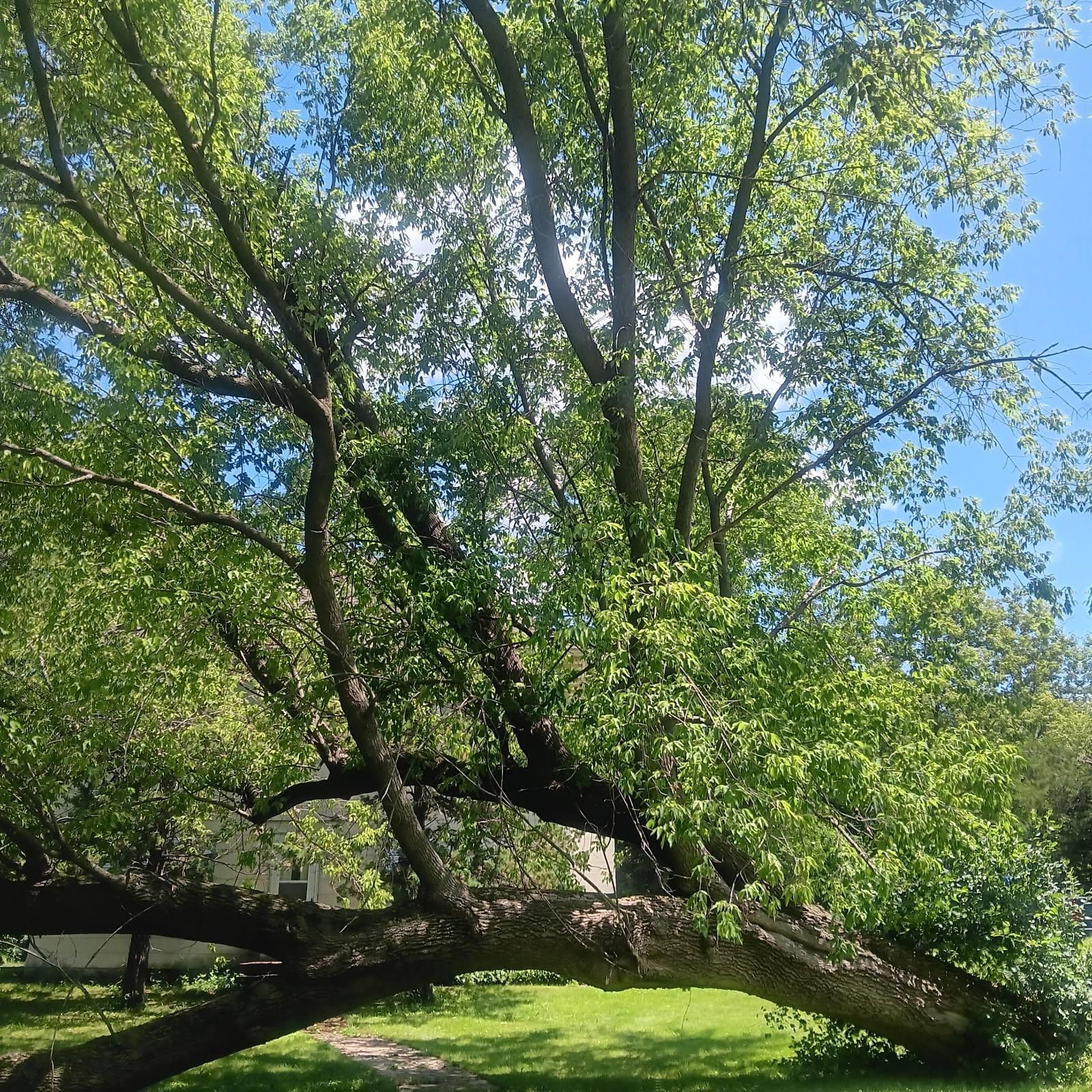  for Rockford Tree Specialist in Rockford, MN