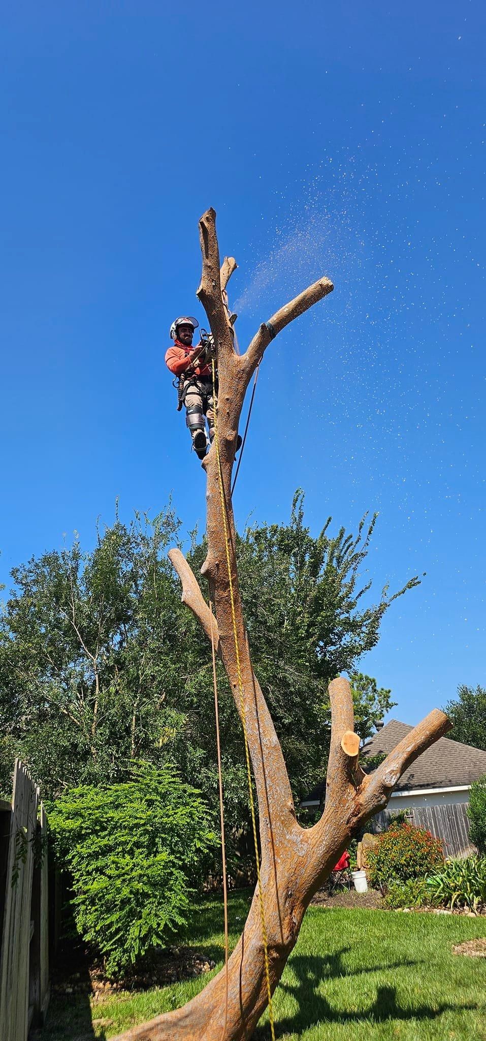  for Servin's Tree Care  in Houston, TX