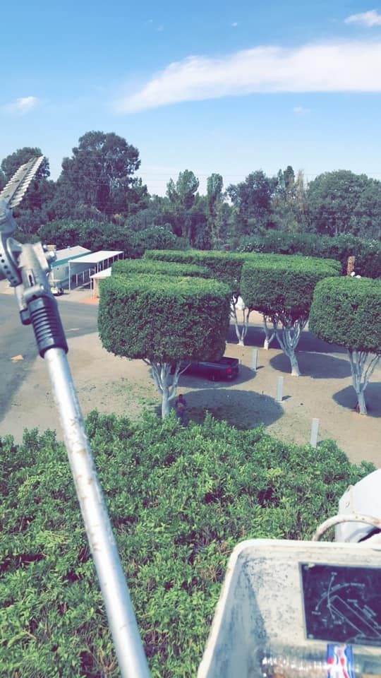  for Yuma Palms & Tree Service in Yuma, AZ