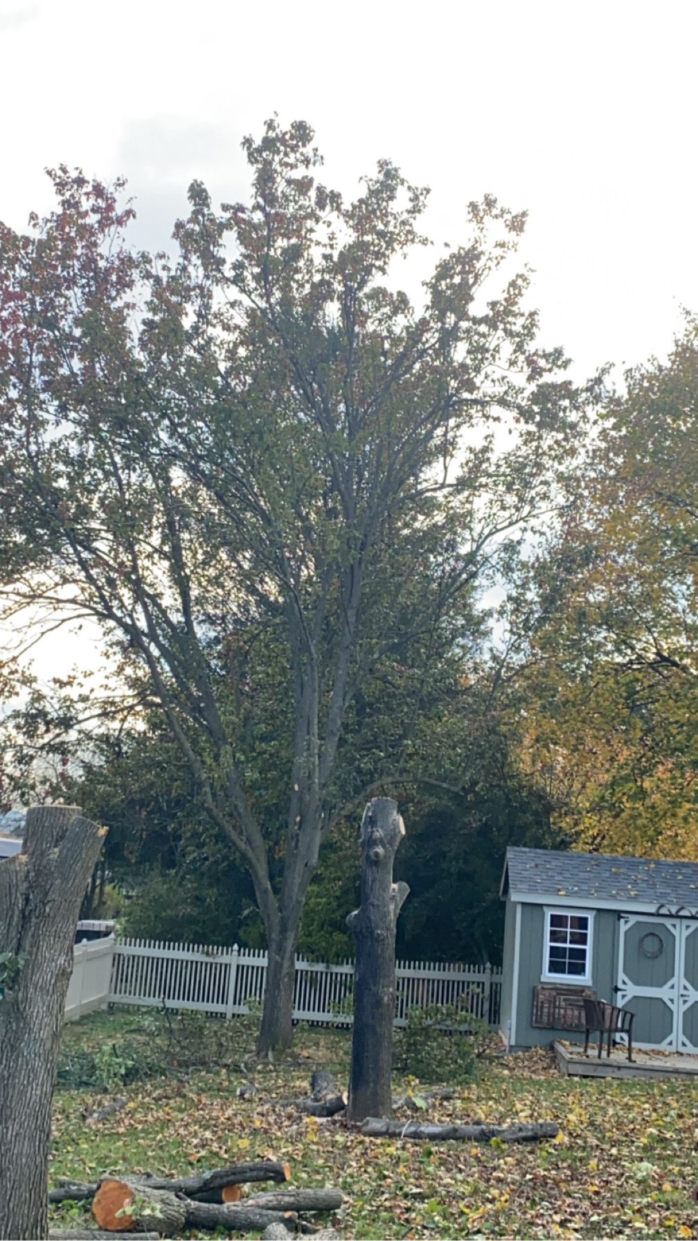 All Photos for Gray's Tree Service  in Shenandoah County, VA