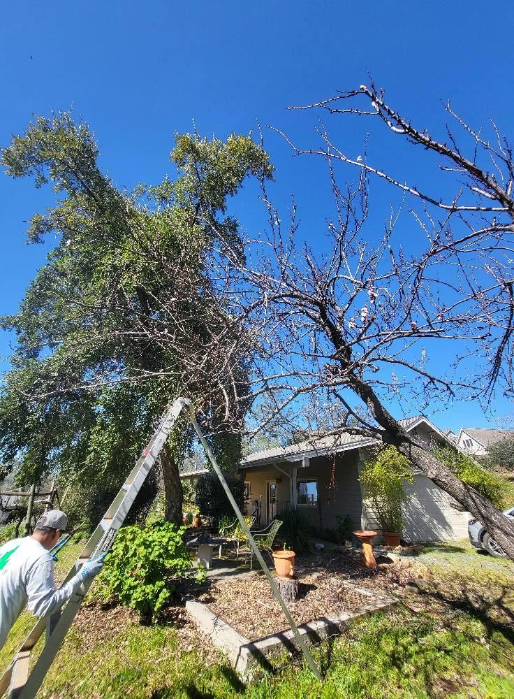  for Terra Heights Tree Experts & Landscaping  in Grass Valley,  CA