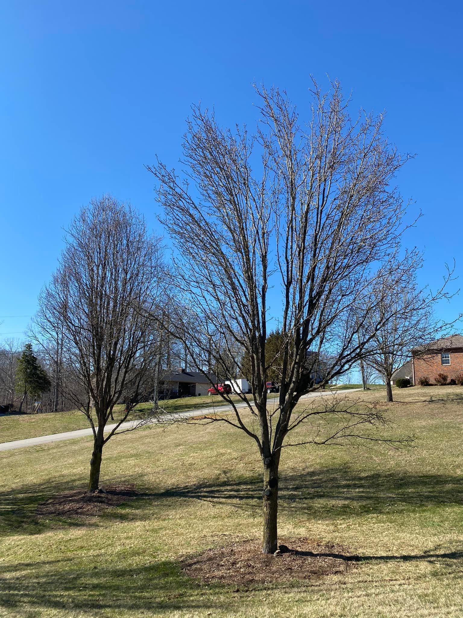 Fall and Spring Clean Up for Atwood’s Tree Care in Liberty,  KY