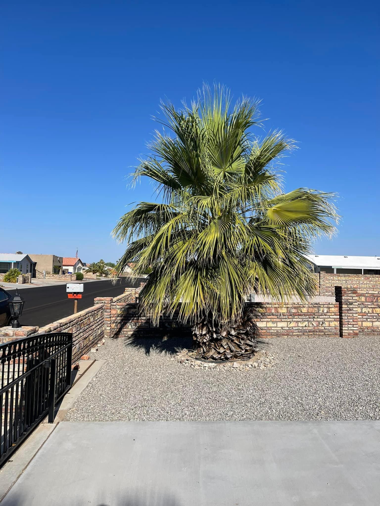  for Oliver L. Palm & Tree services in Yuma County, AZ