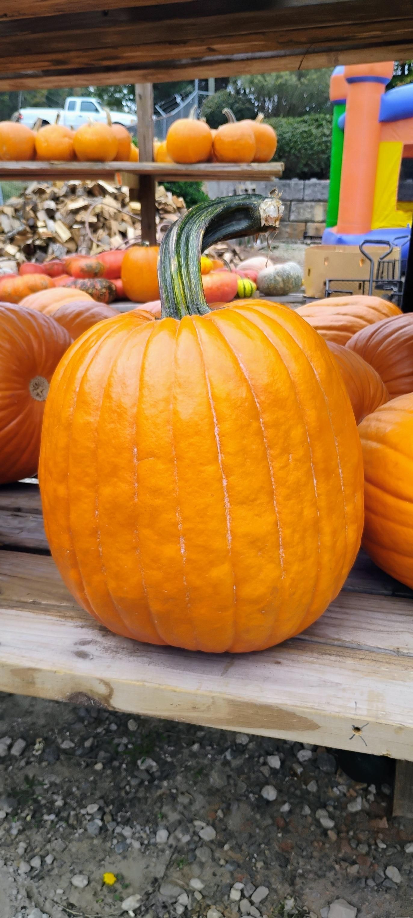 All Photos for BAM Another Pinestraw Lot in Flowery Branch, GA