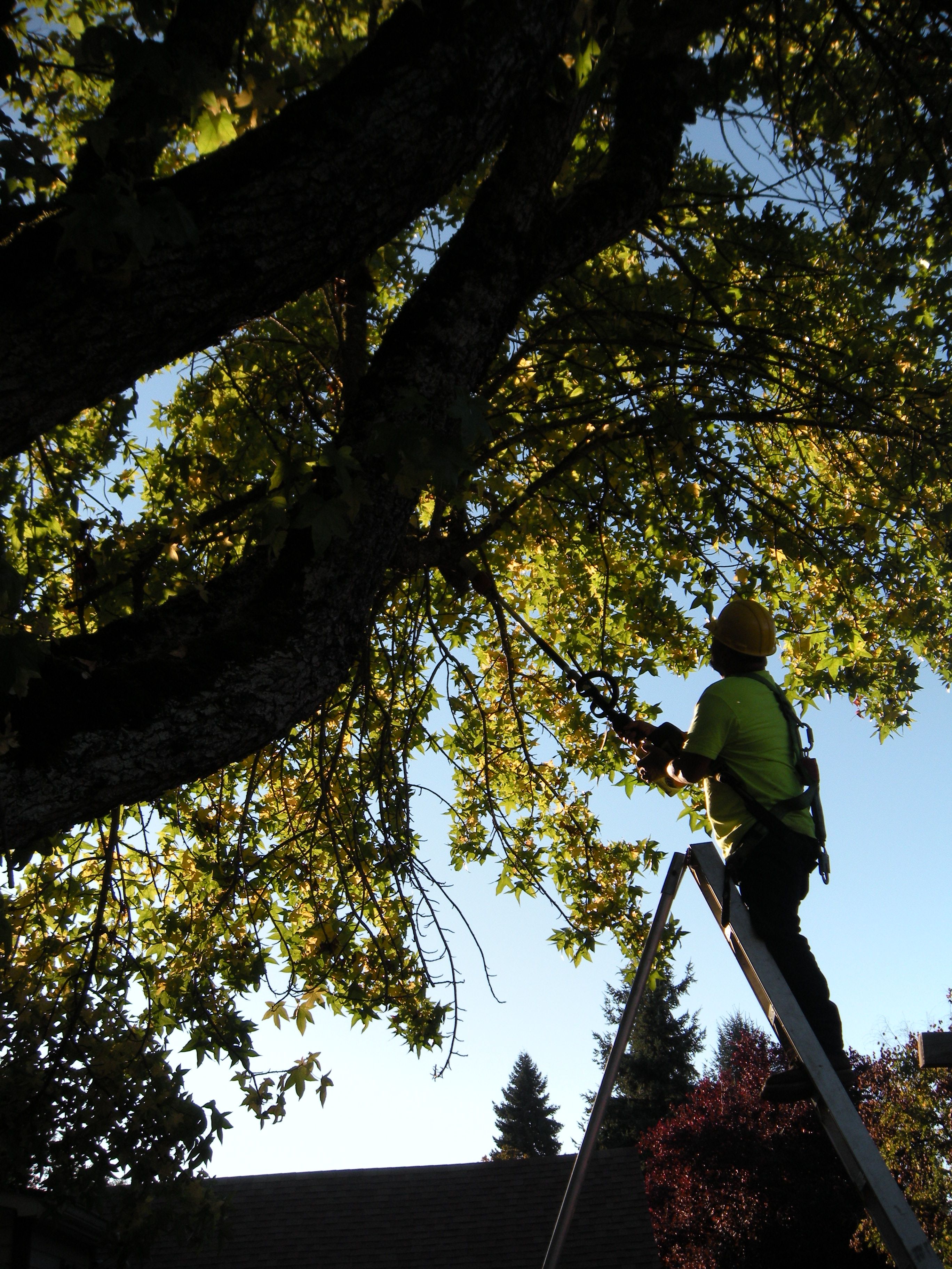  for Willamette Landscaping and Tree Services in Albany, OR