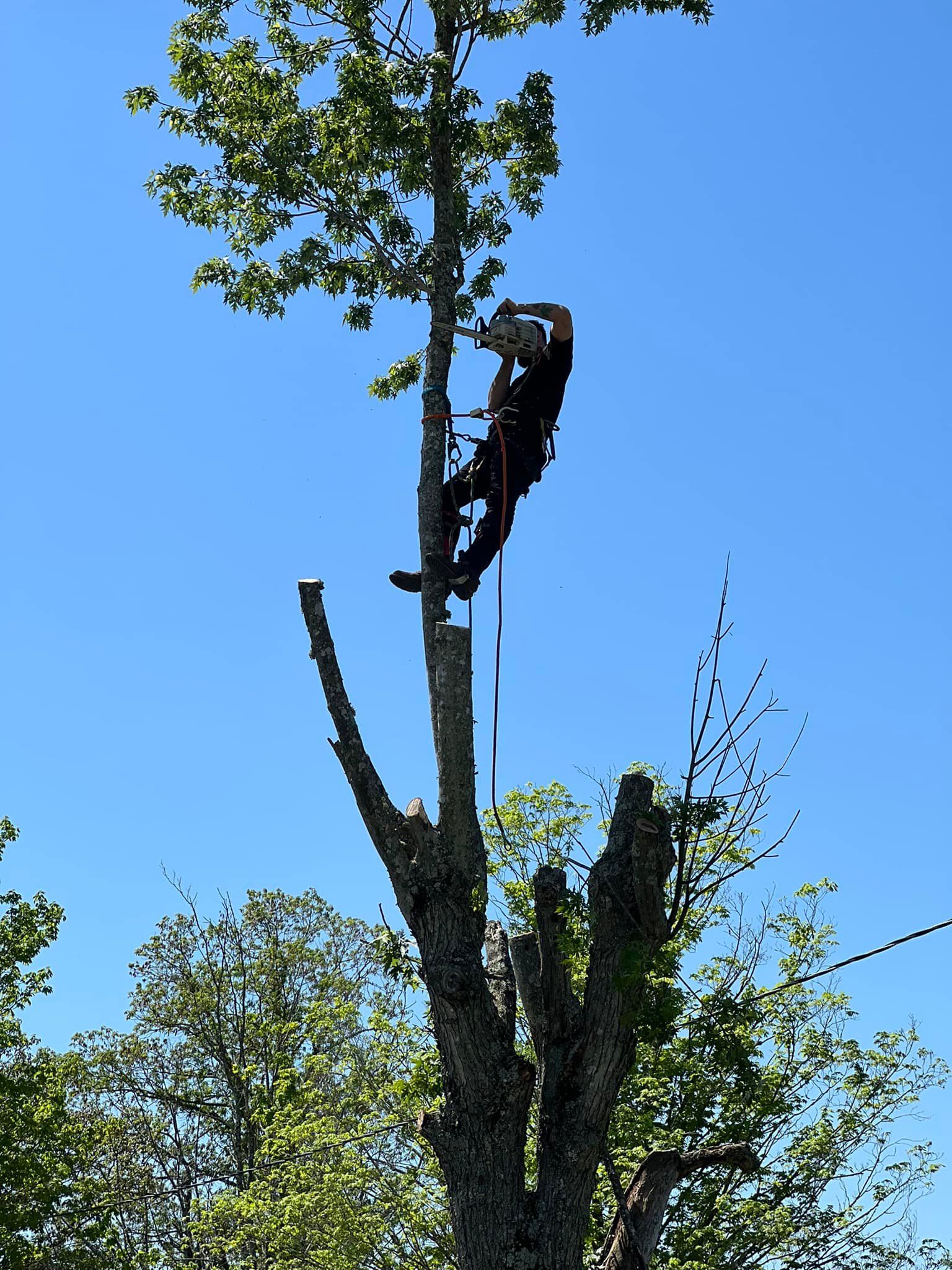 All Photos for Brocks Tree Service LLC in Rogersville, TN