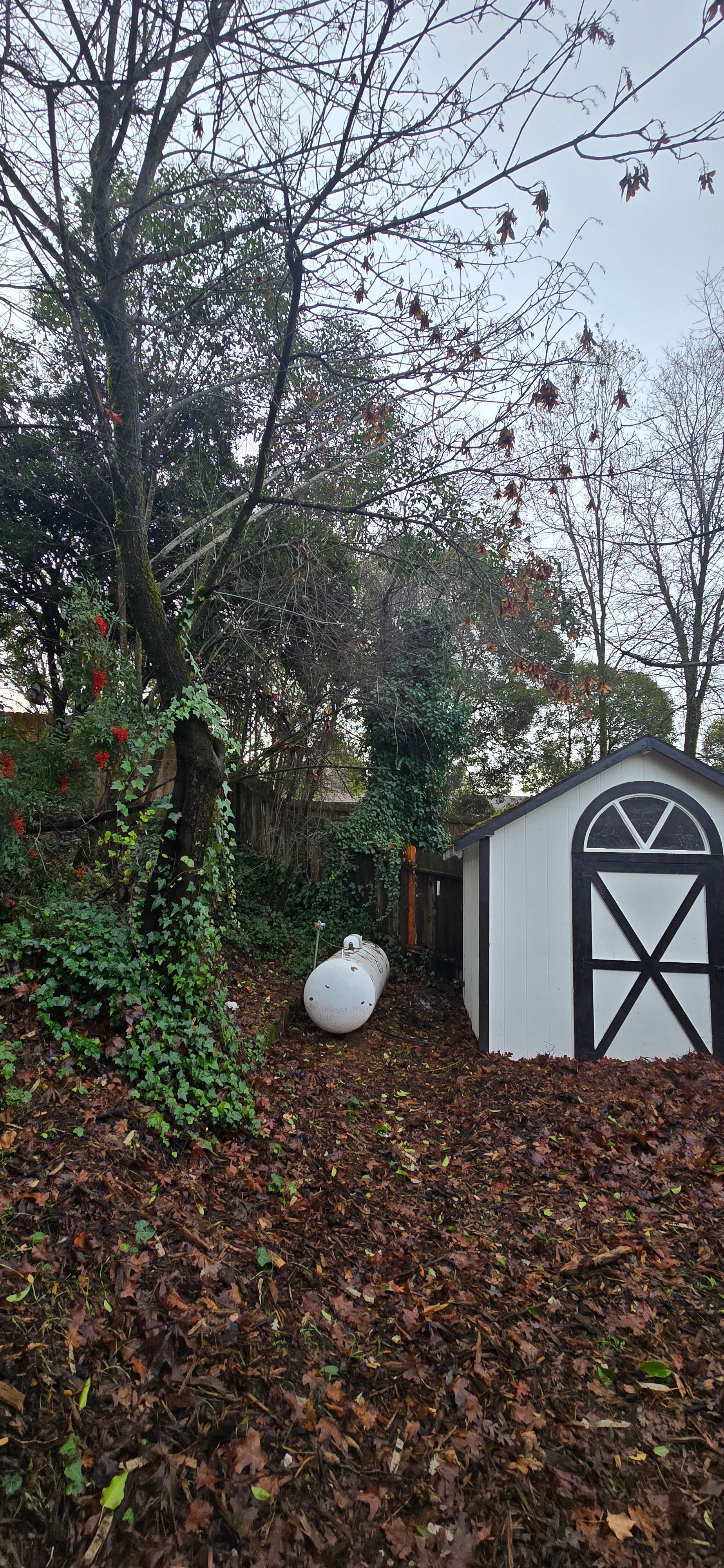  for George Staddan's Professional Tree Care in Placerville, CA