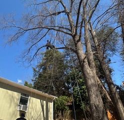  for Cisco Kid Tree Service LLC in Charlotte, North Carolina