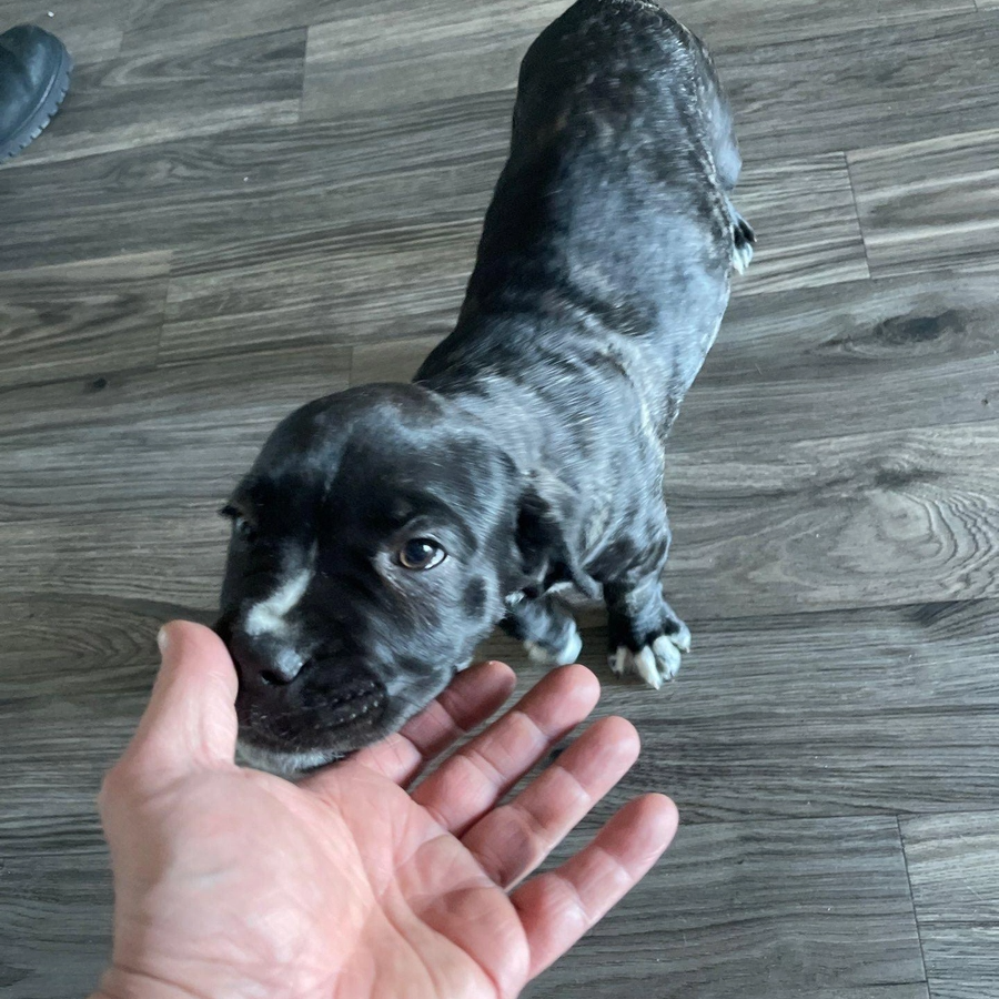 It's really about the pets we meet along the way... for Mr. Pipe Dreams LLC in Colorado Springs, CO