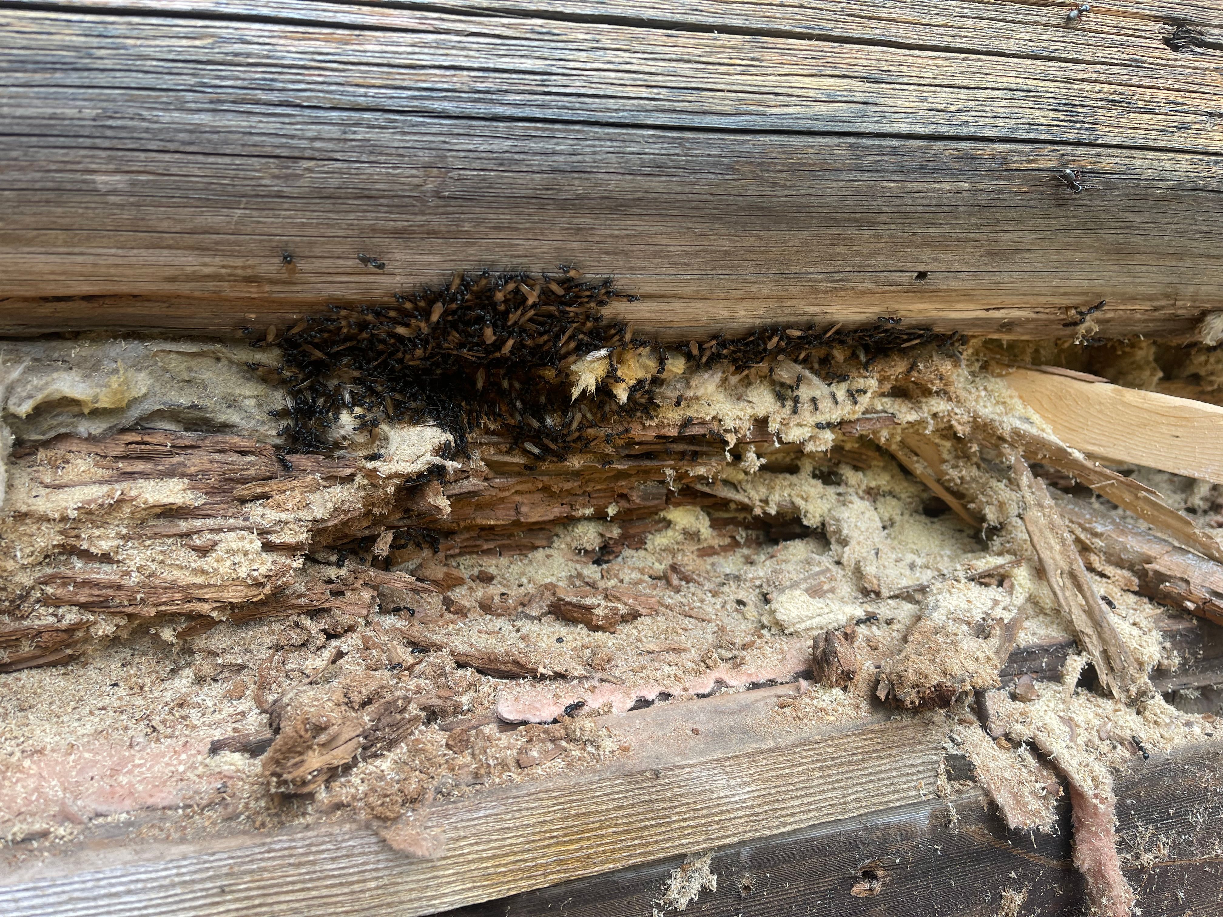  for True Blue Logworks LLC in Corvallis, MT