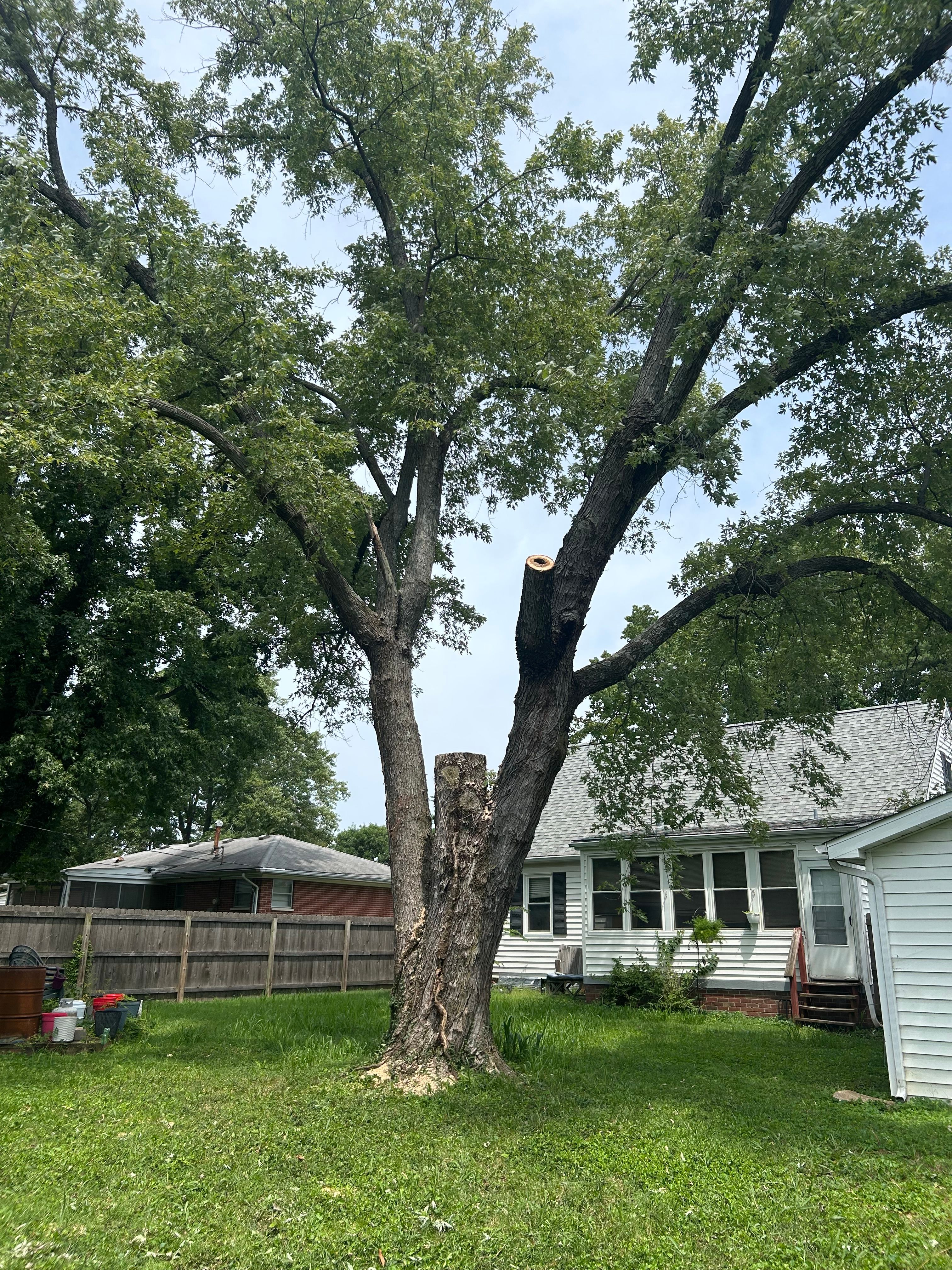  for Stinger Tree Service in Belleville, IL