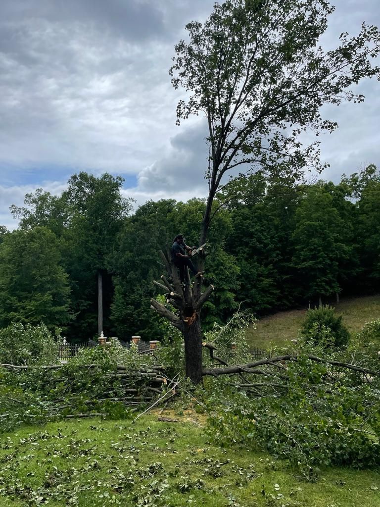 Tree Removal for Rosales Landscaping LLC in Lake Gaston, North Carolina