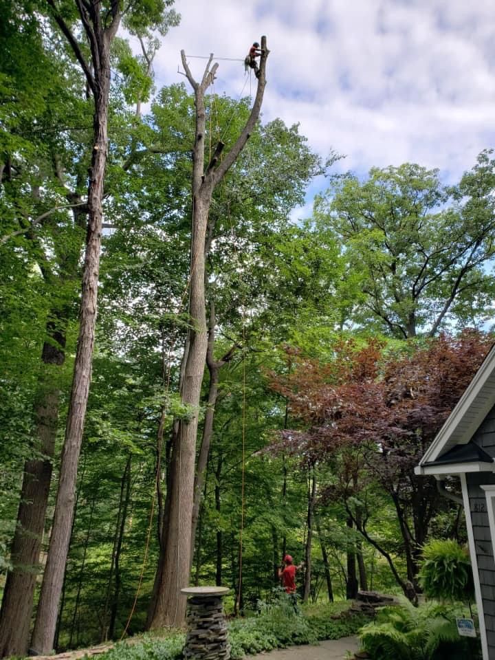  for S.H. Tree Service LLC in Hilton, NY