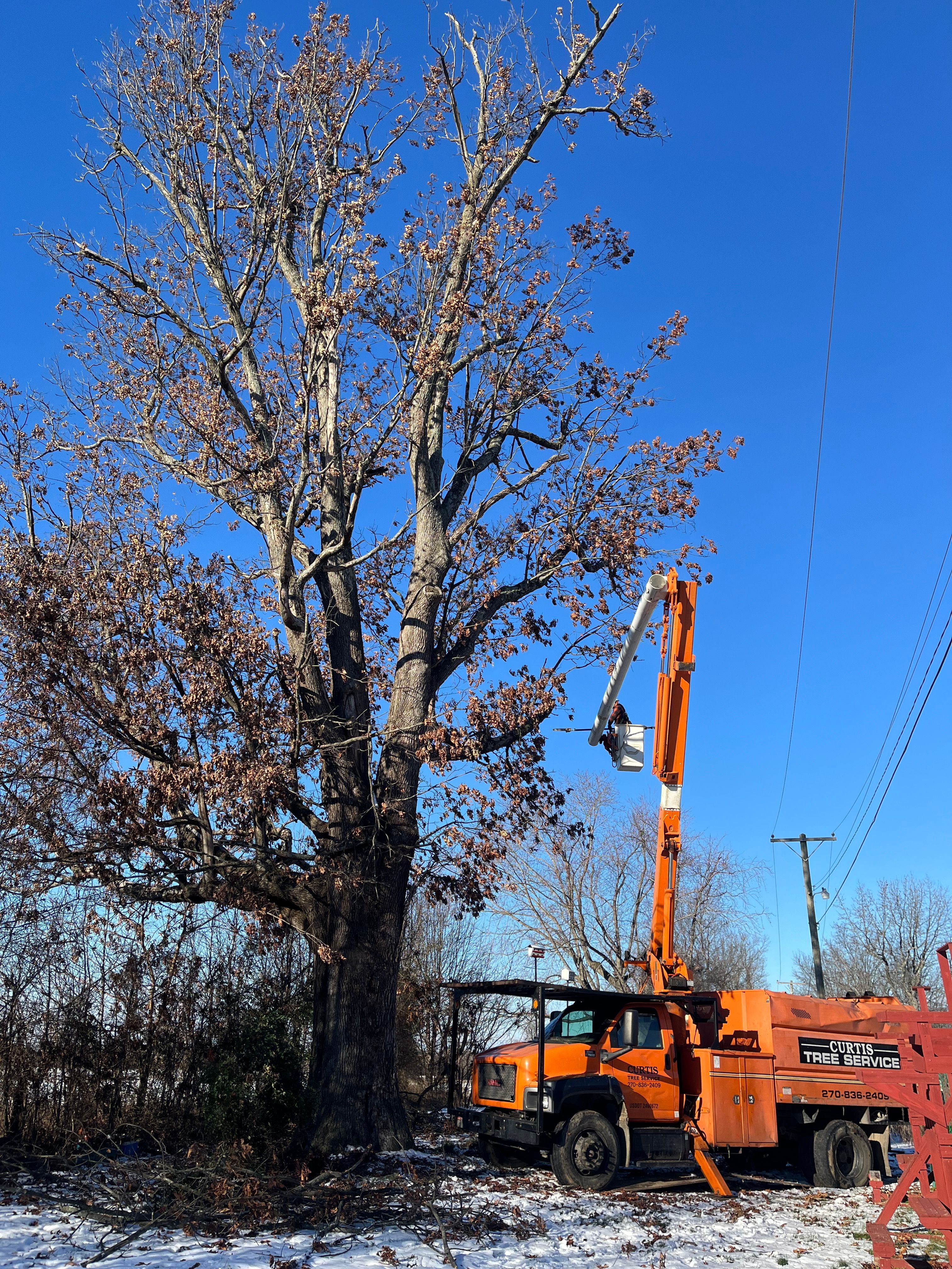  for Curtis Tree Service LLC in Hopkins County, KY