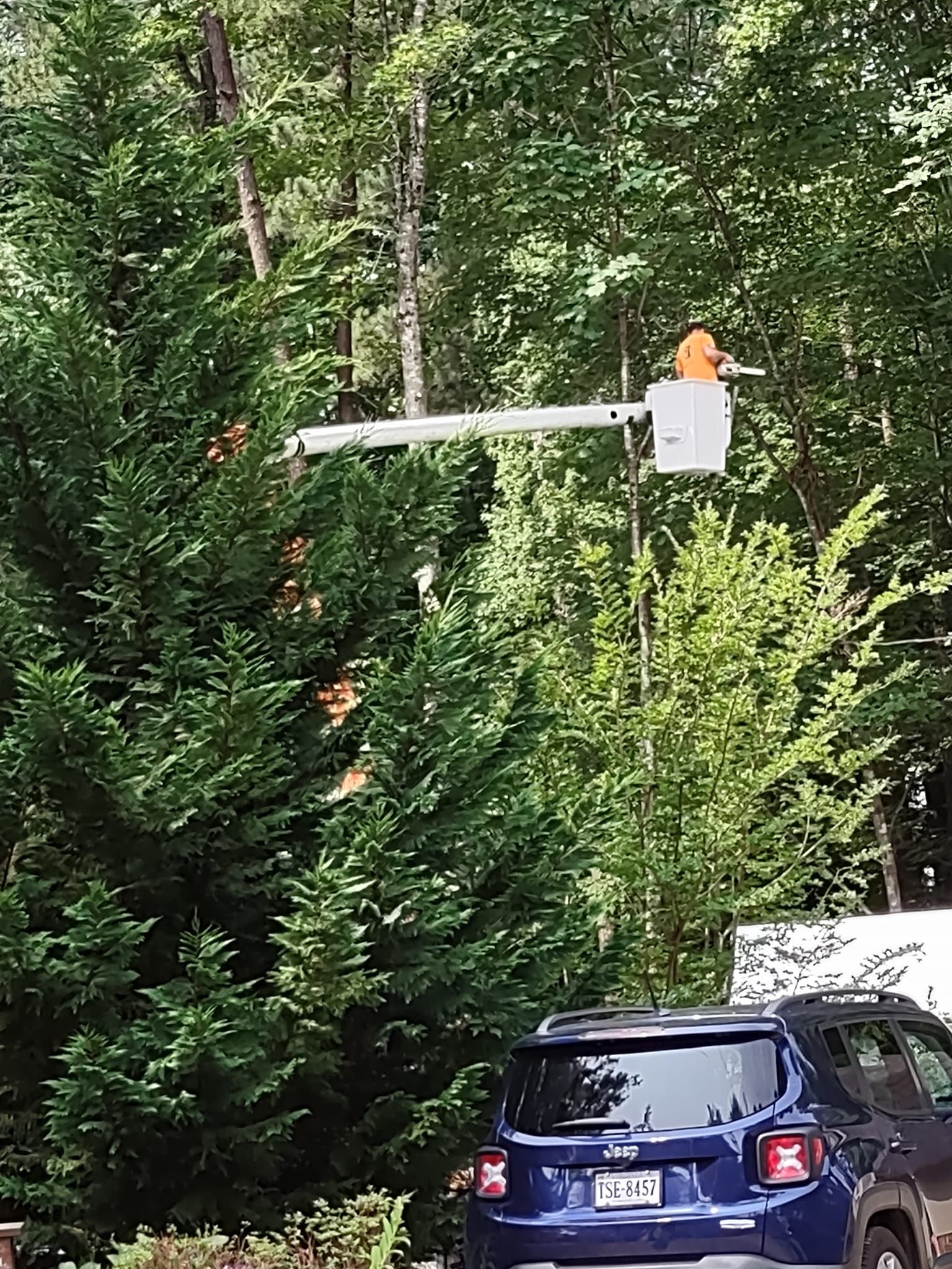  for Country Cutters Tree Service in Prince George, VA