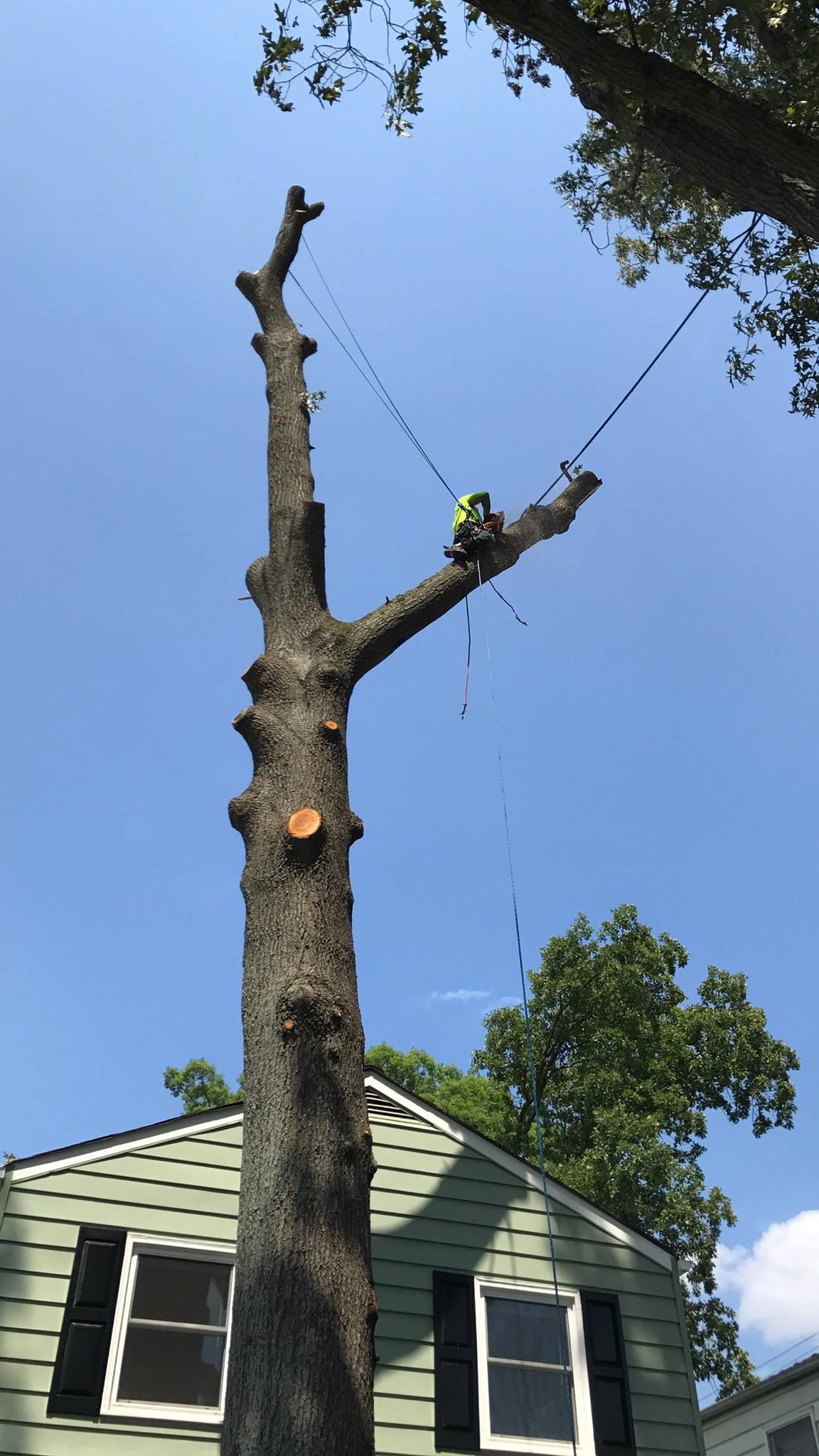 All Photos for Big Bear Tree Service in Newport News, VA