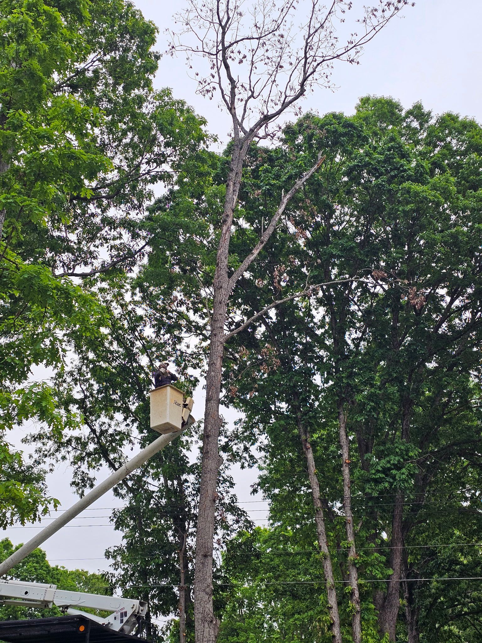  for ABC Tree Service in Dobson, NC
