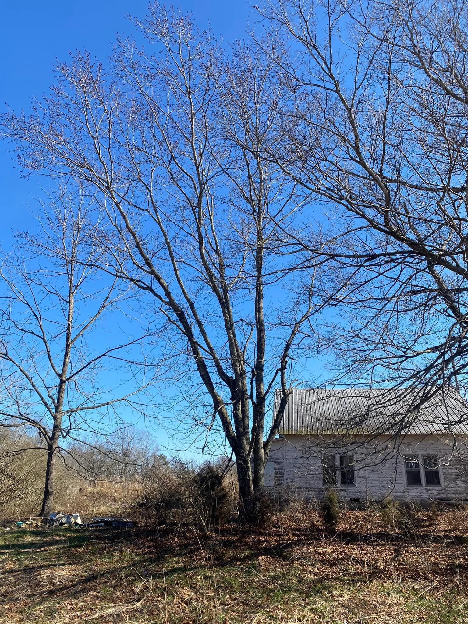 Tree Removal for Atwood’s Tree Care in Liberty,  KY