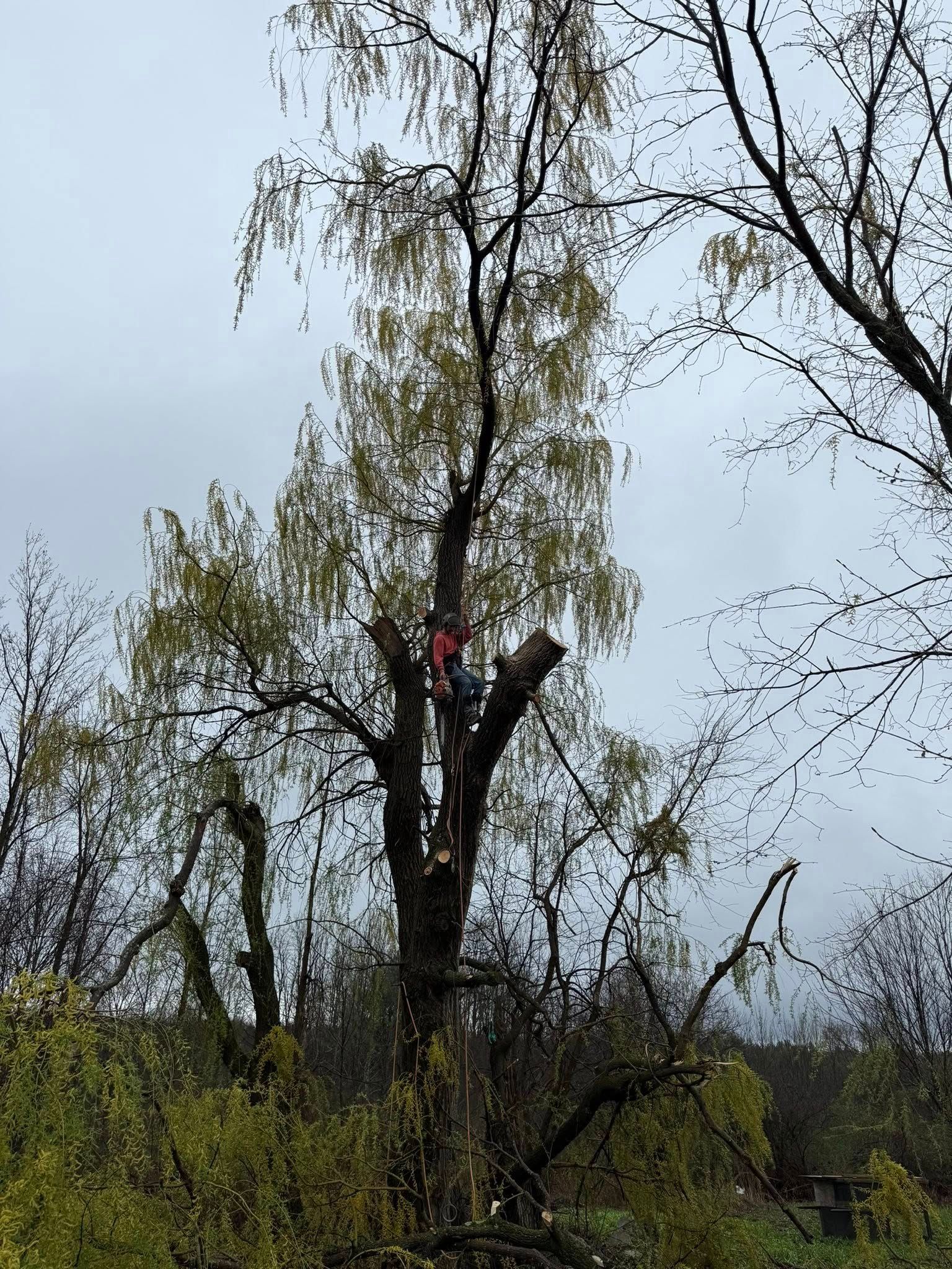 All Photos for Sterlings Tree Removal in Cobleskill, New York
