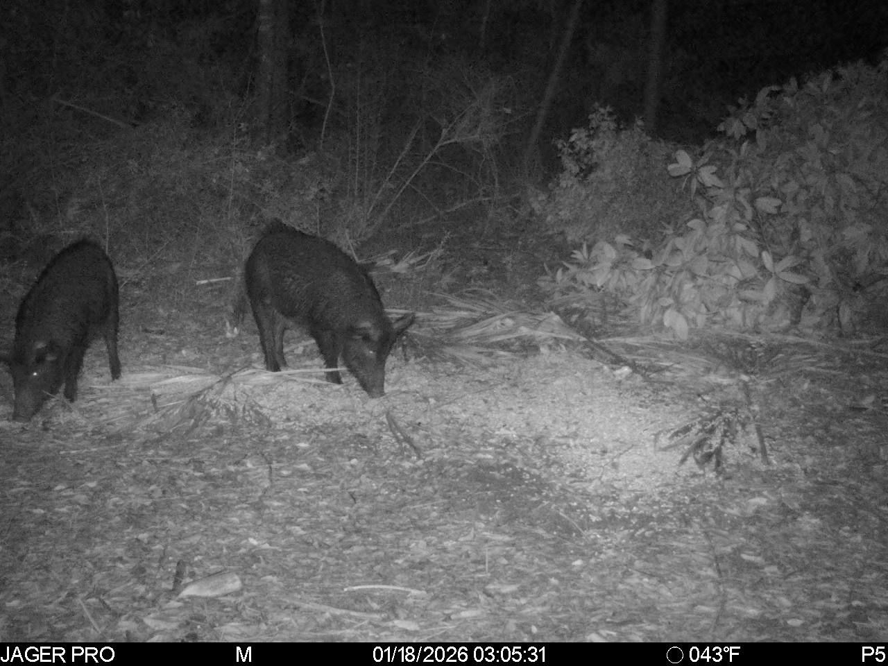  for Havoc Hog Control in Molino, FL