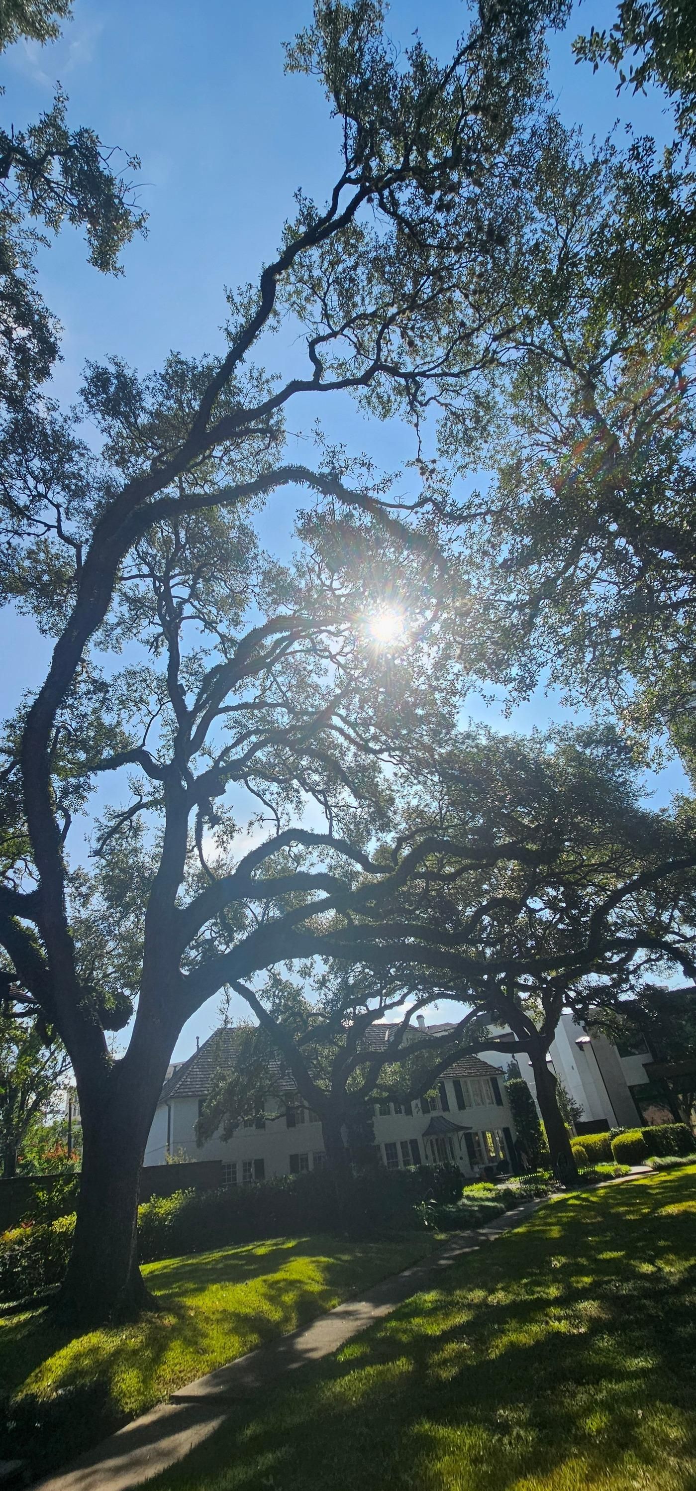  for Servin's Tree Care  in Houston, TX