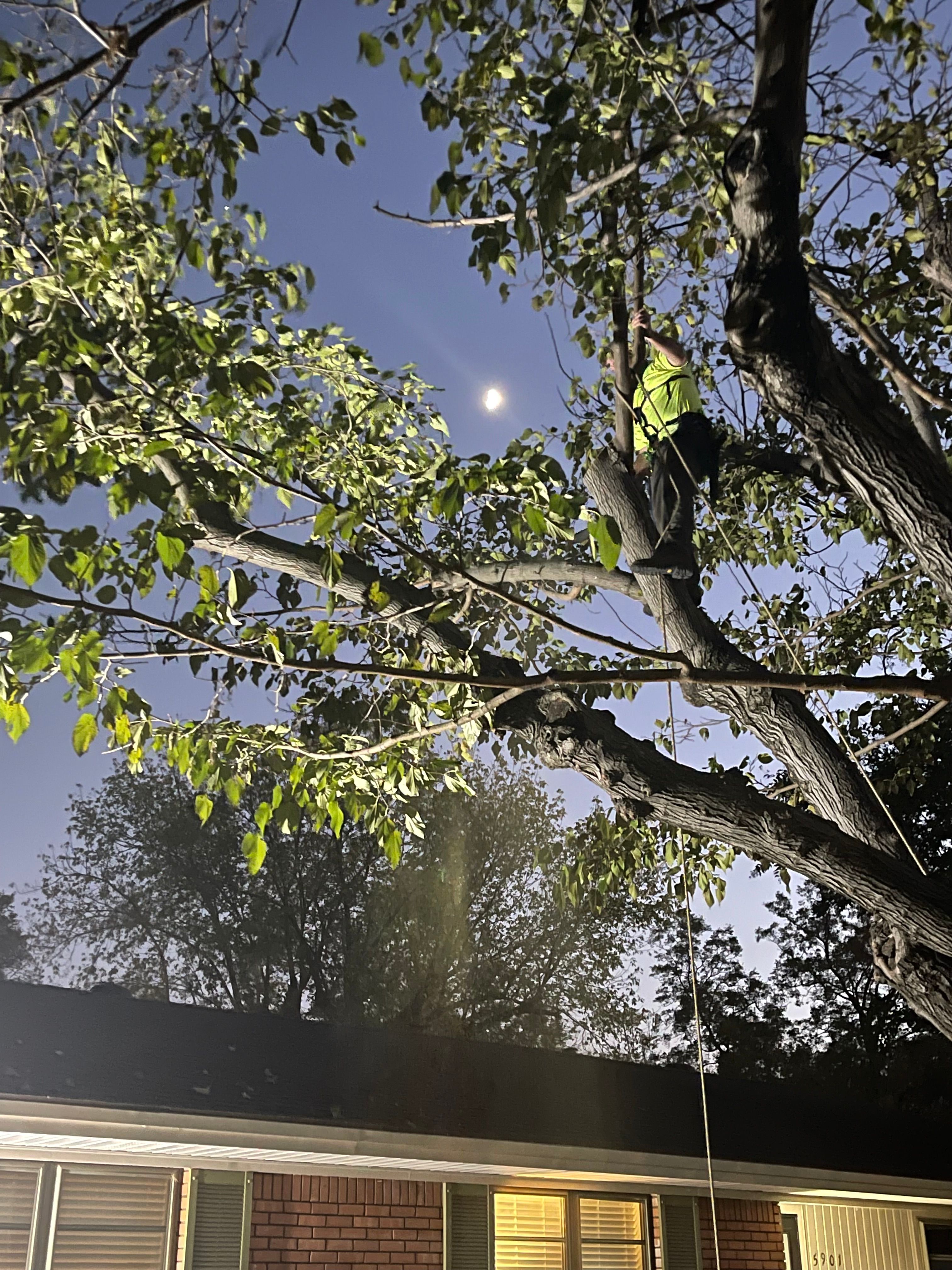  for TLC Professional Tree Service in Bedford, TX