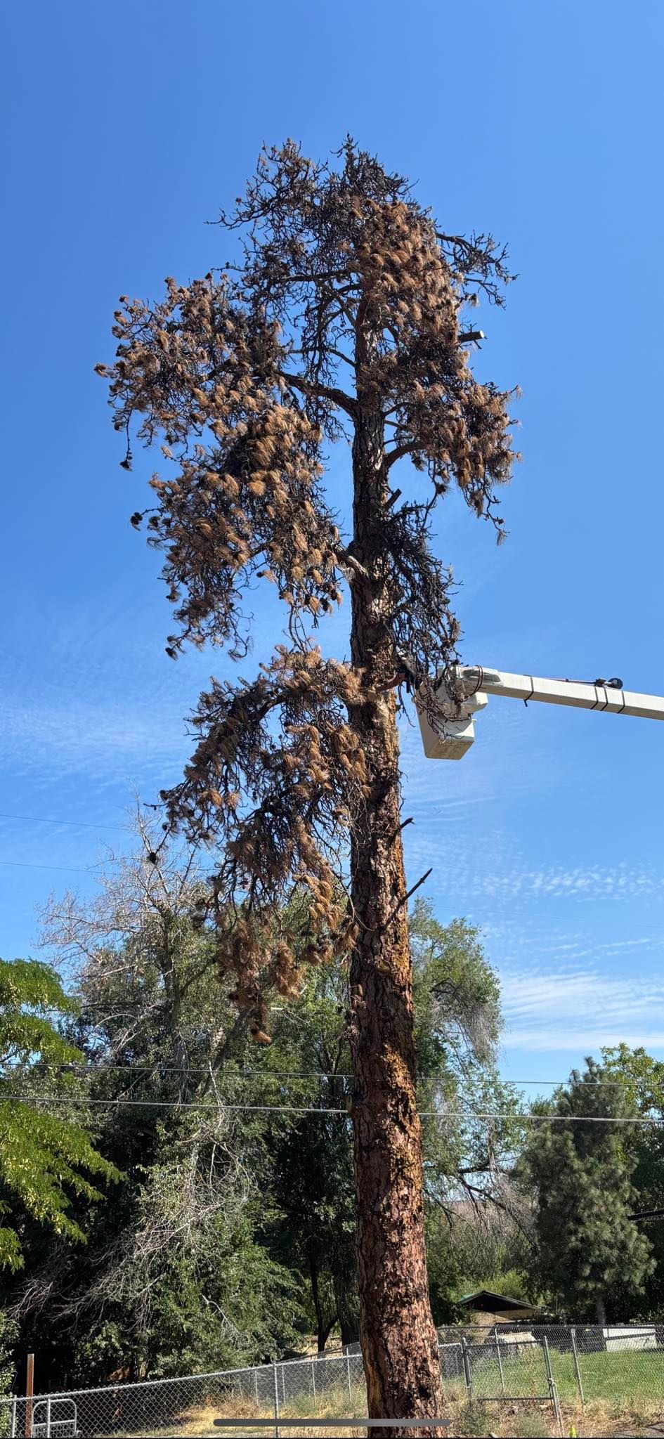 Tree Removal for Ascension Tree Care LLC in Yakima County, WA