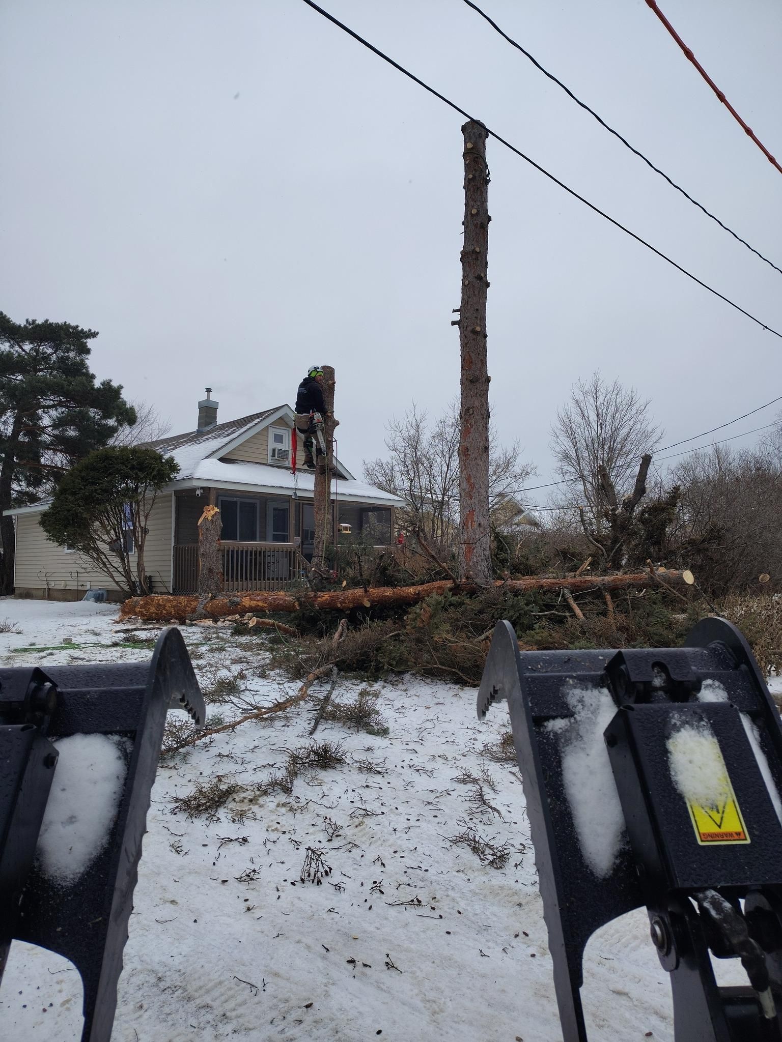  for Dan's Tree Service LLC in Bemidji, MN