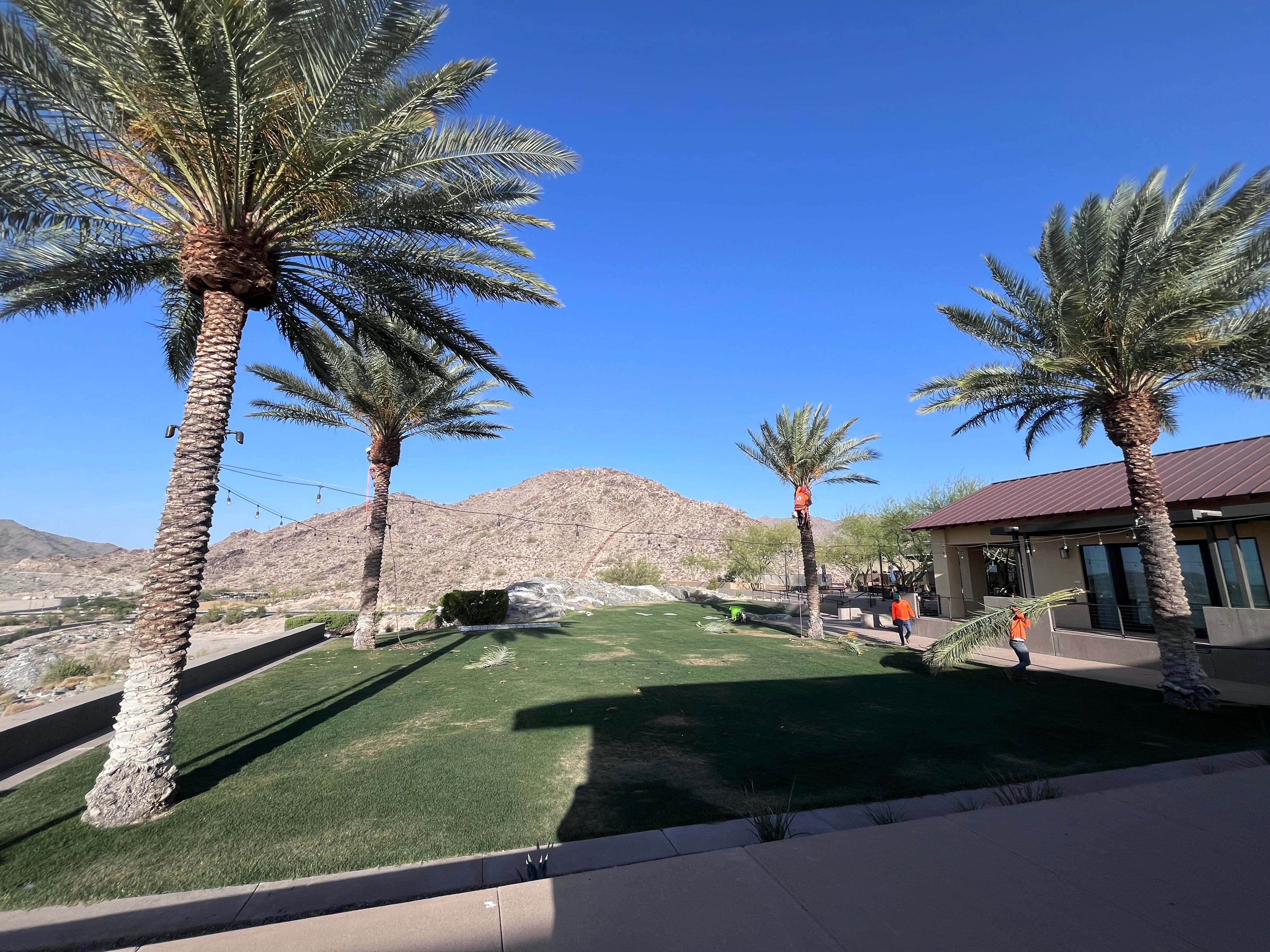  for AZ Tree & Hardscape Co in Surprise, AZ