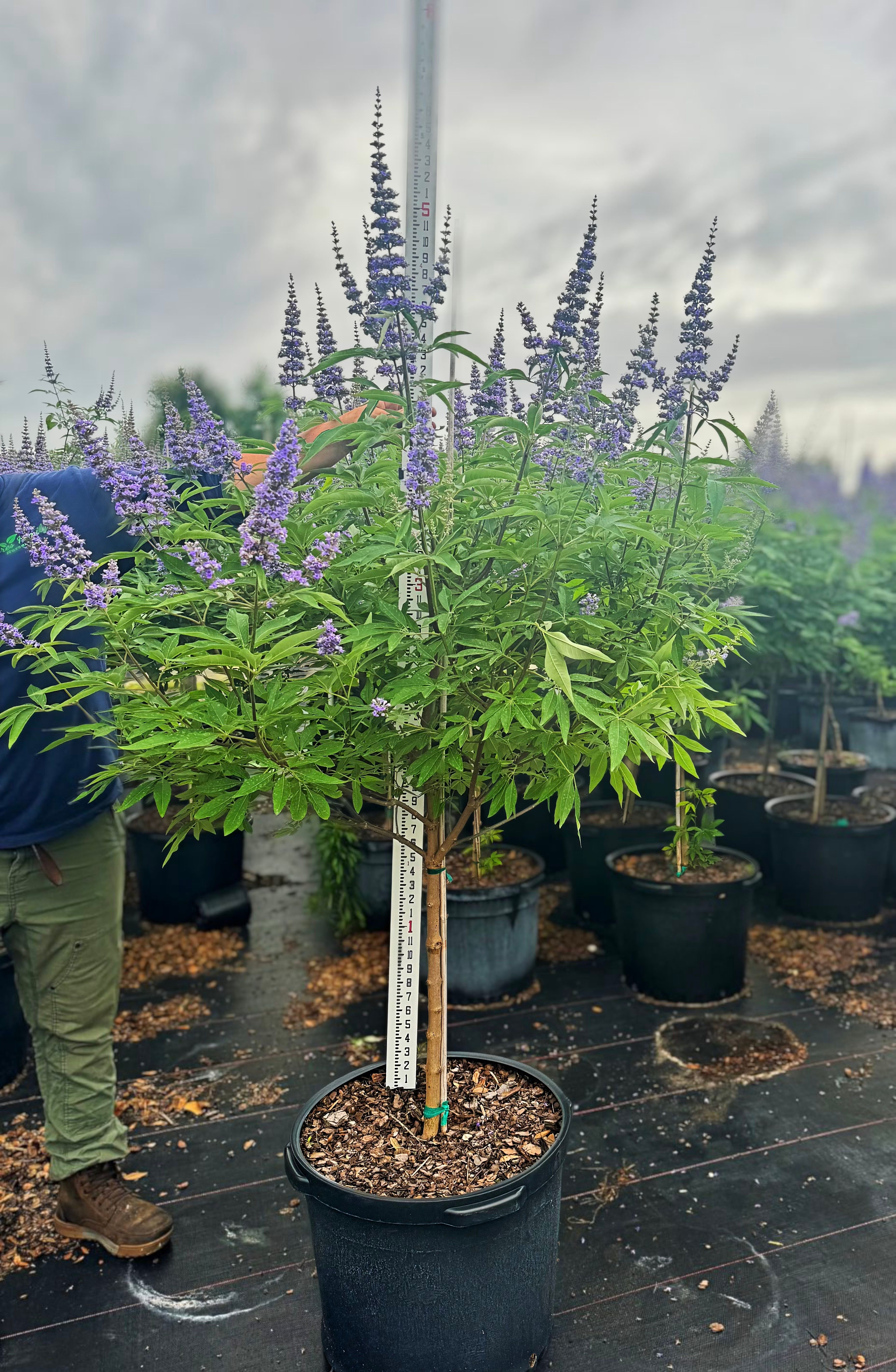  for Southern Roots Tree Farm in Crystal River, FL