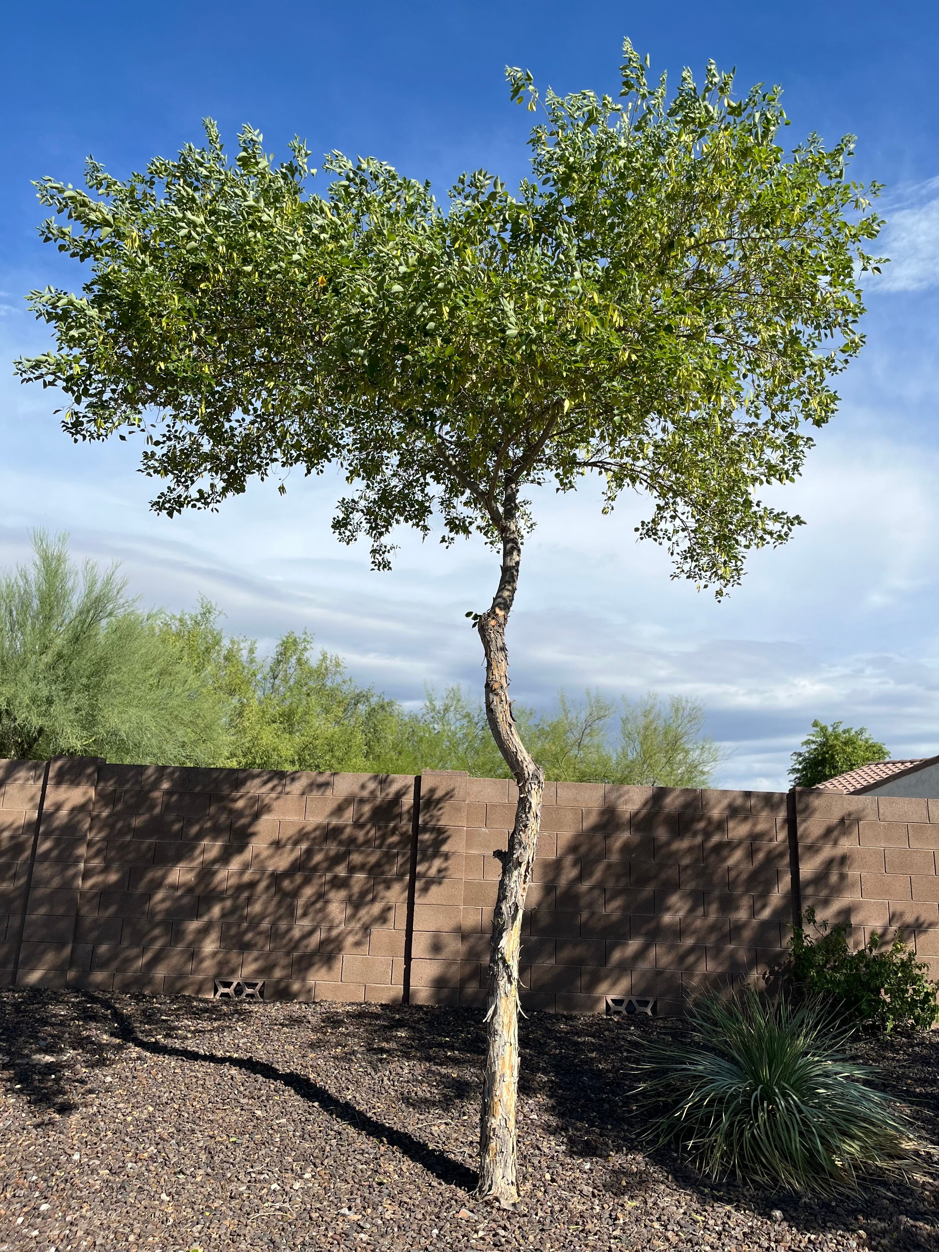 All Photos for Grand Canyon State Landscape Inc. in Surprise, AZ