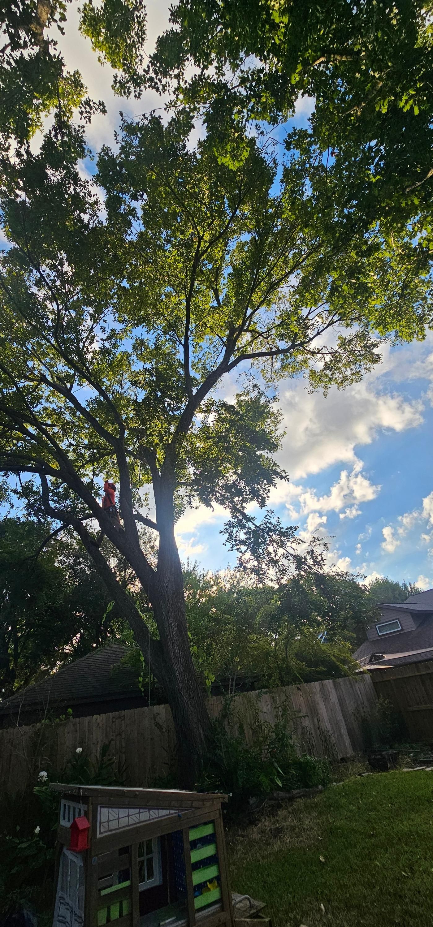  for Servin's Tree Care  in Houston, TX