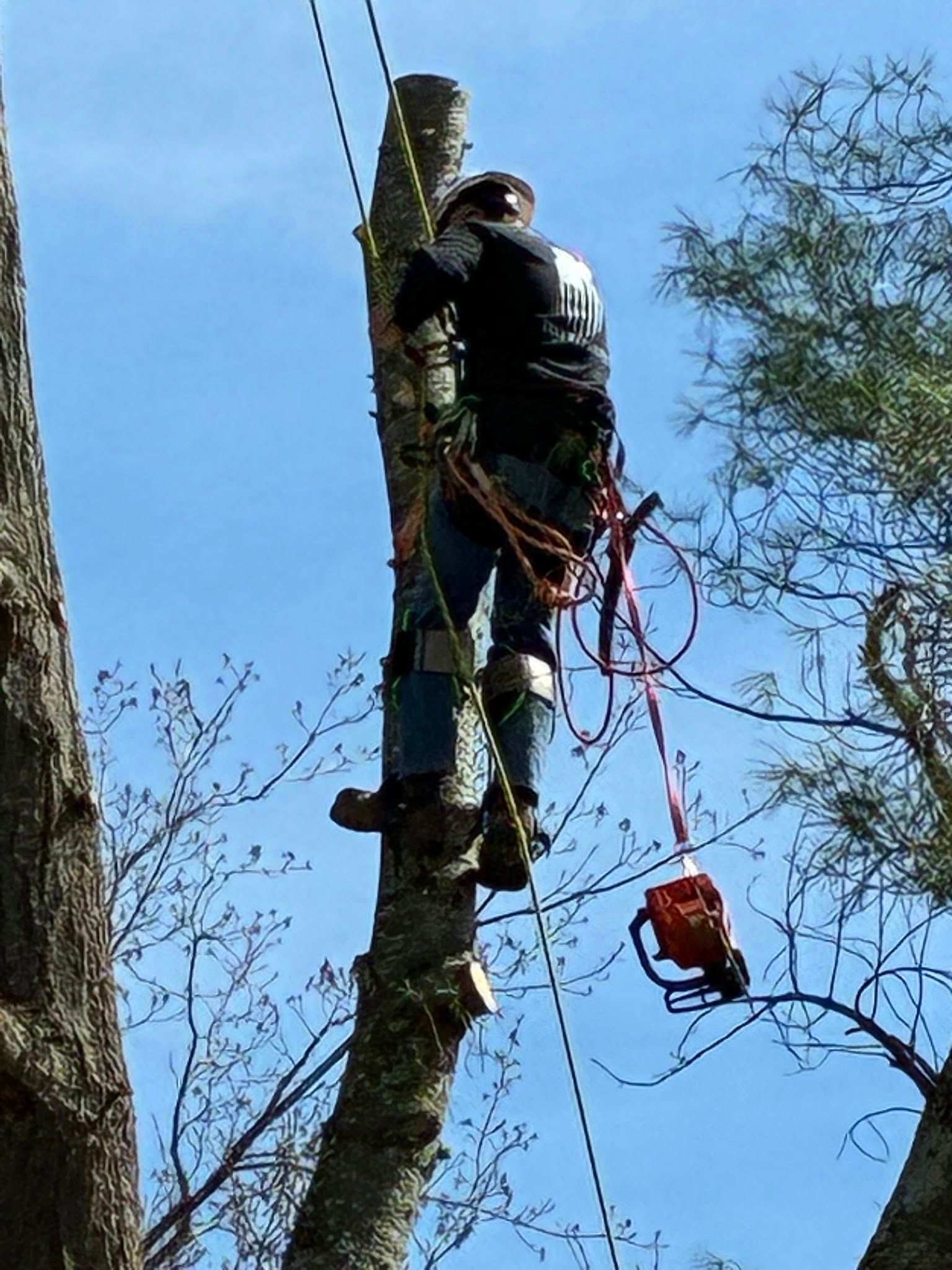  for Skys The Limit Tree Management in Morehead, KY